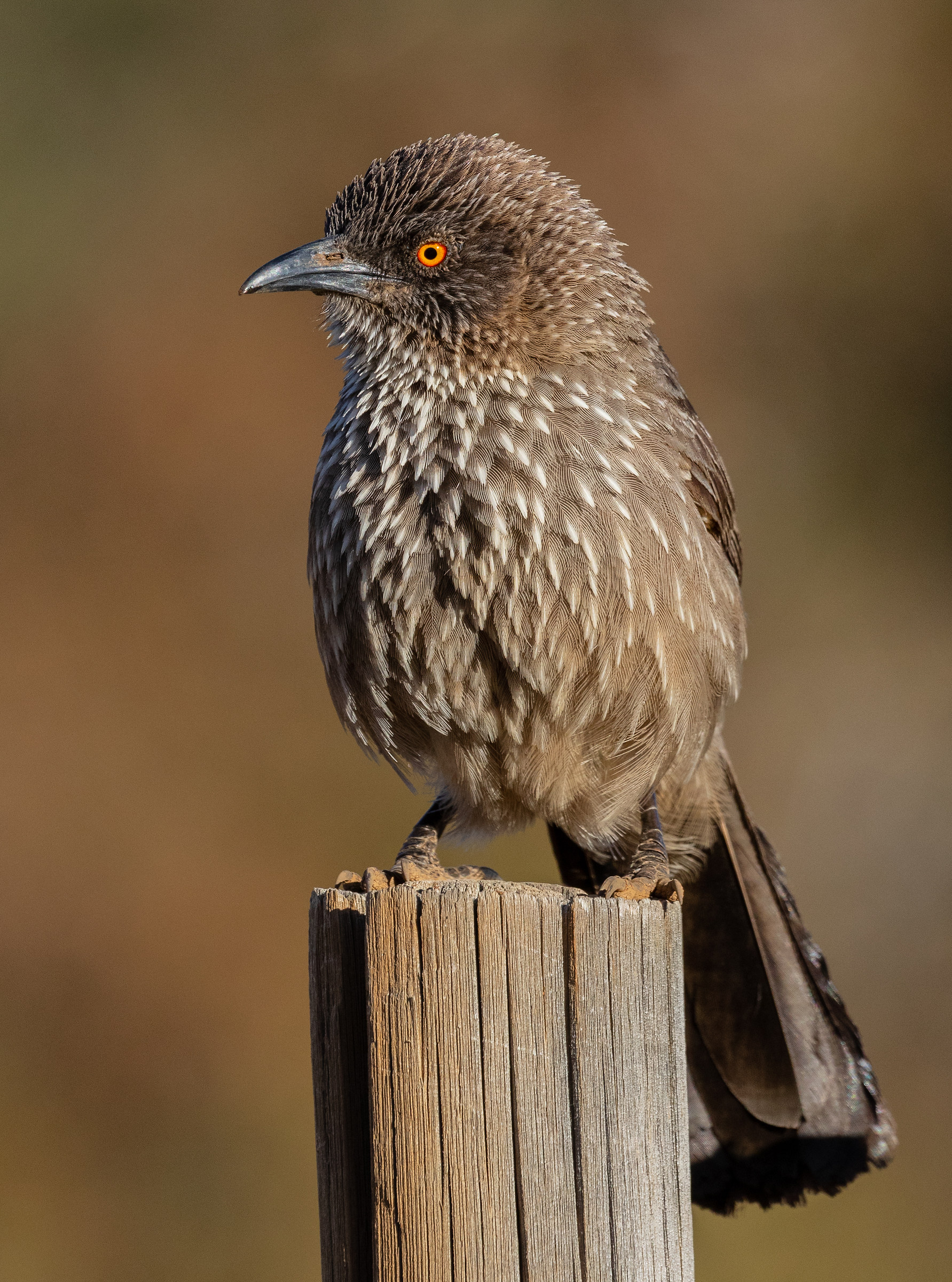 Arrow-ha segnato balbettante