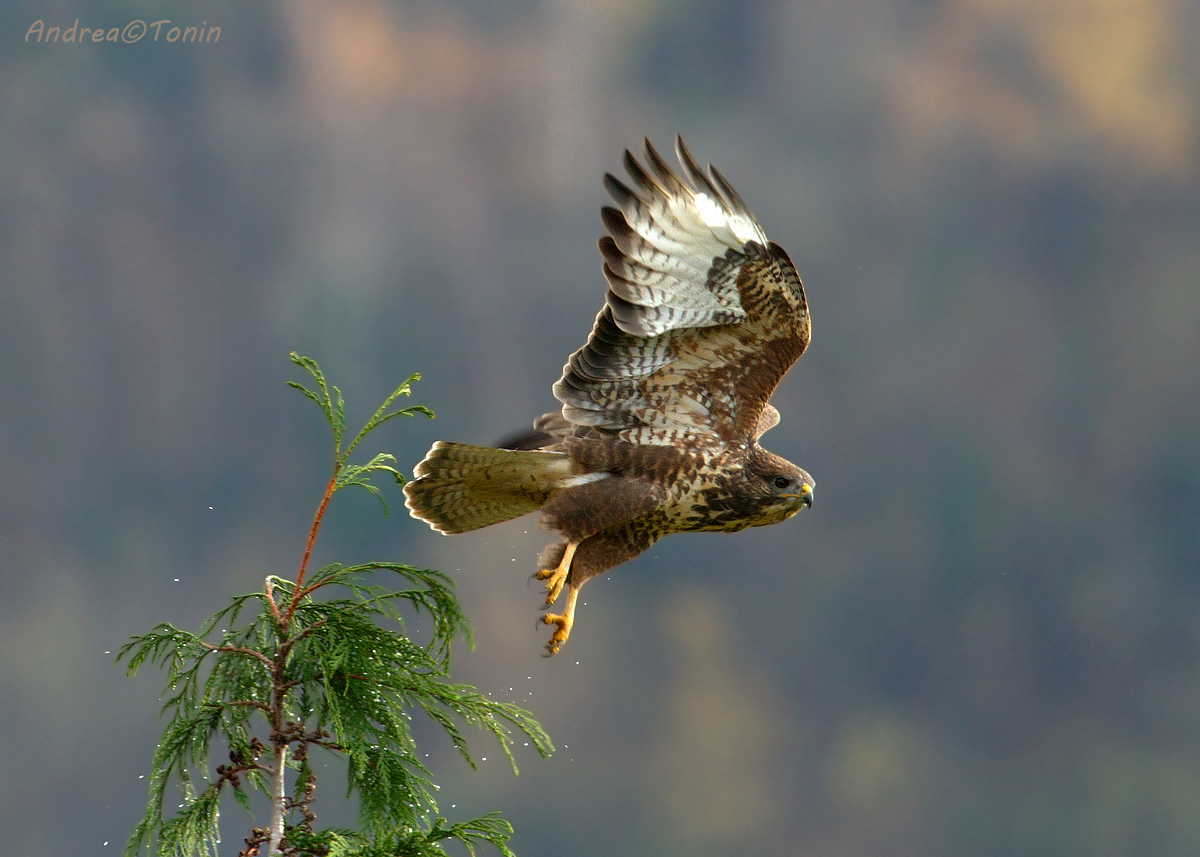 Poiana (Aggiornamento)