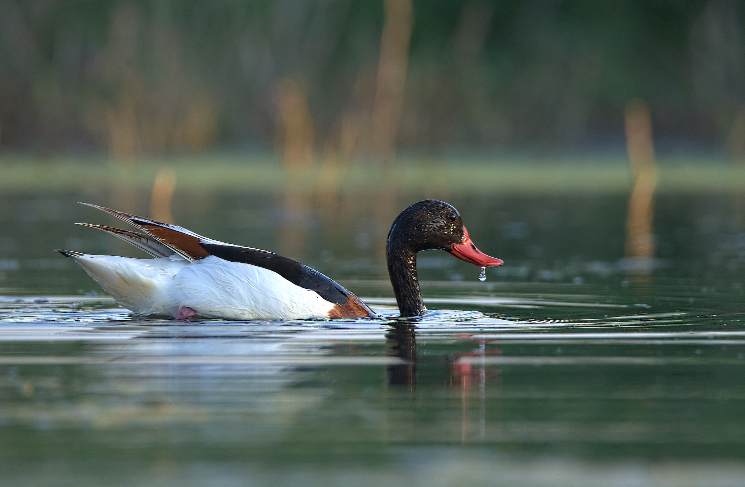 Common Shelduck