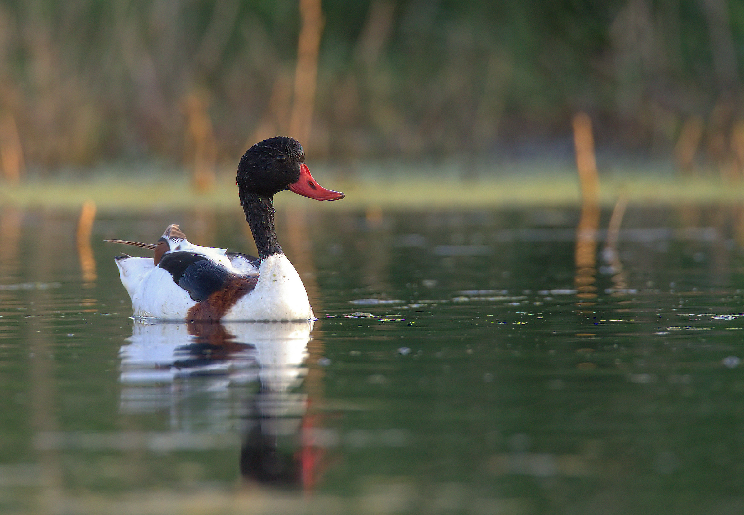 Common Shelduck