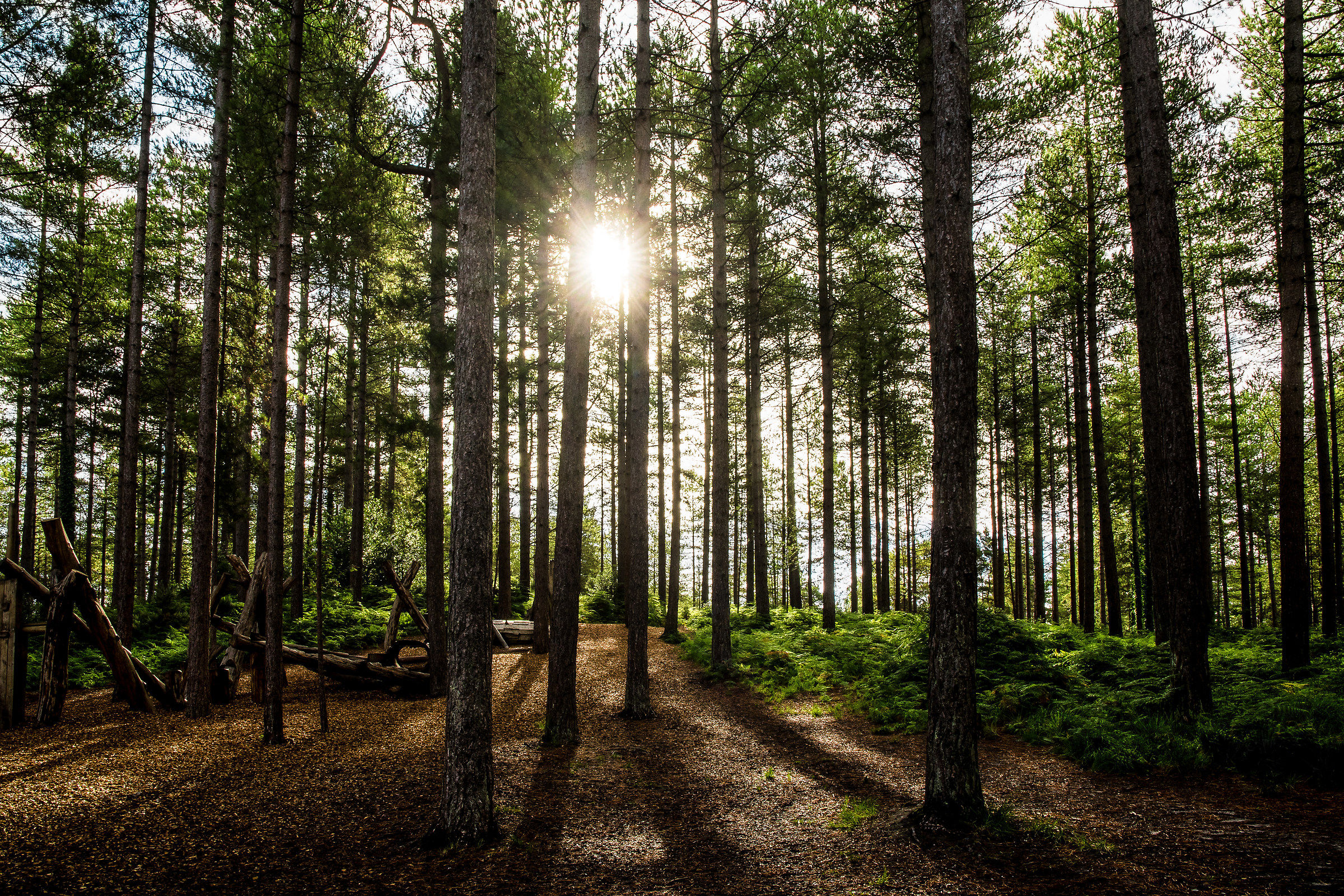 If you go down to the woods today...... (corrected)