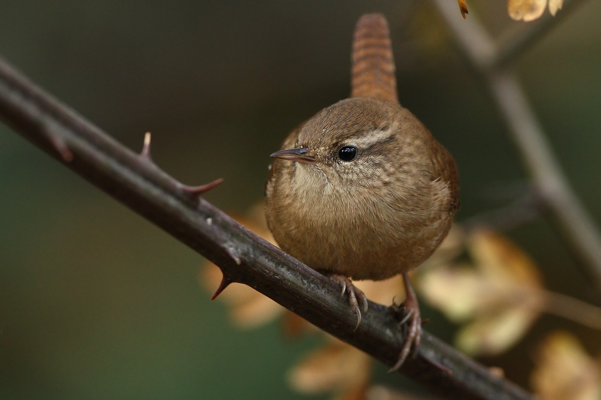 there is no wren ... thornless