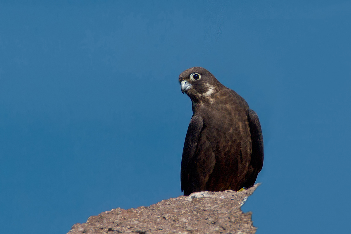 falco della regina fase scura
