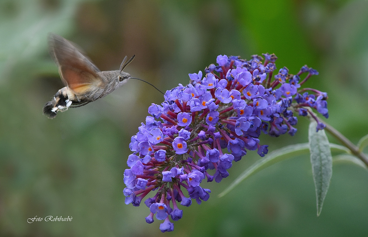 The hummingbird Butterfly...