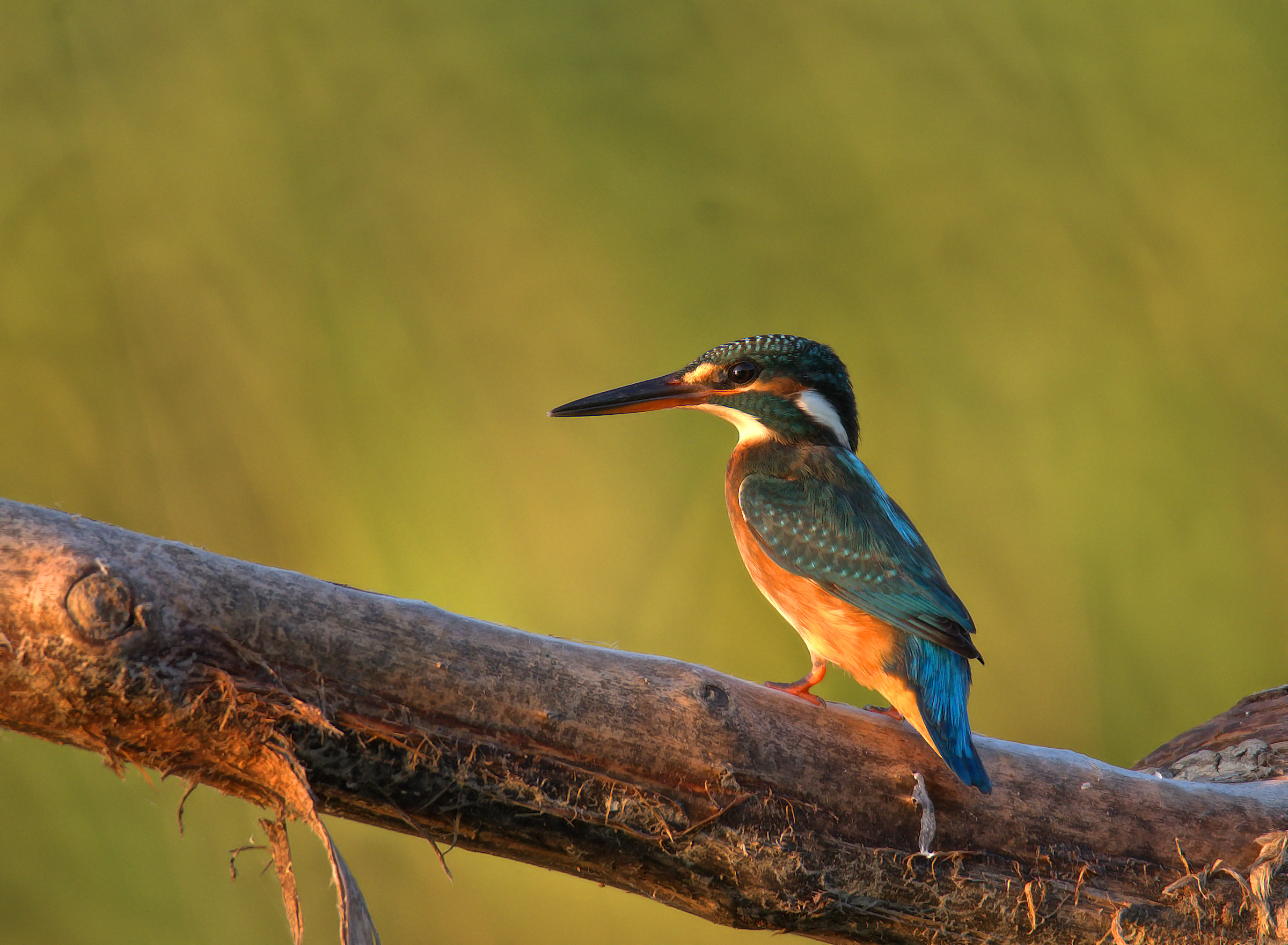 Kingfisher