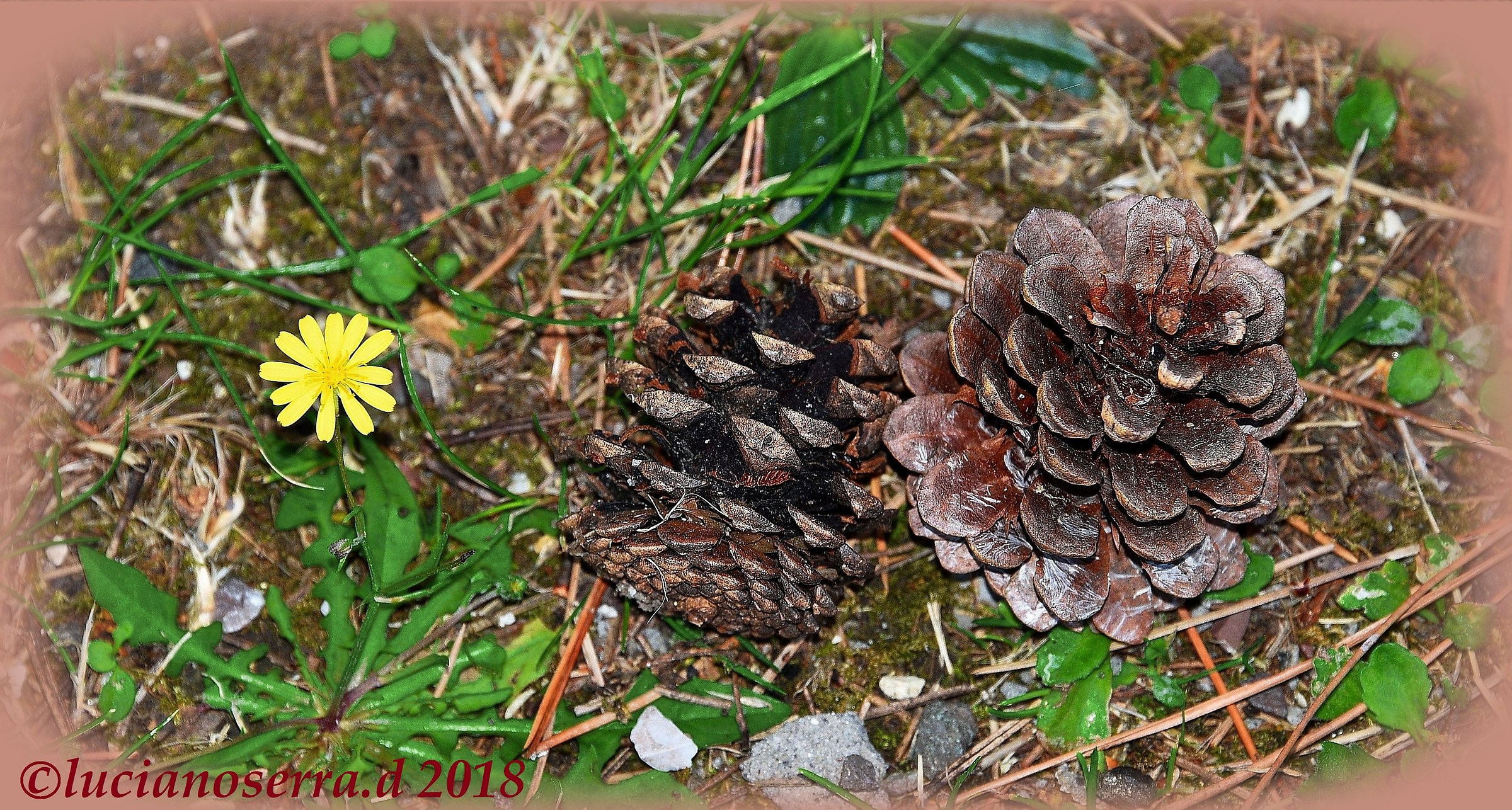 Fiorellino in compagnia... di due pigne.