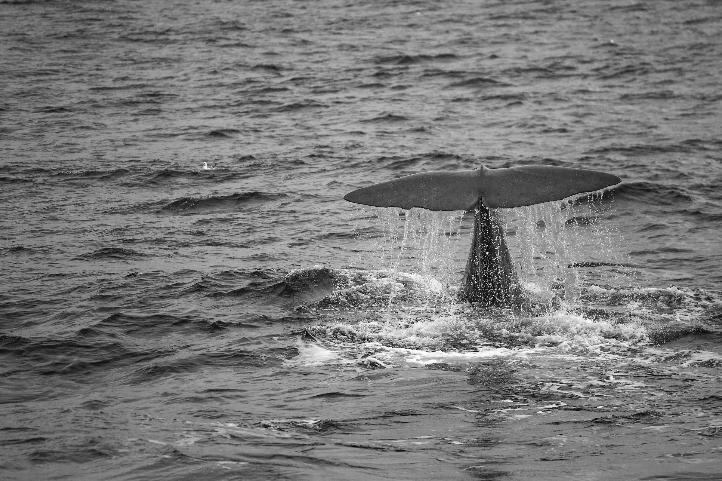 Sperm whale (B&N)-Andenes-Lofoten Islands