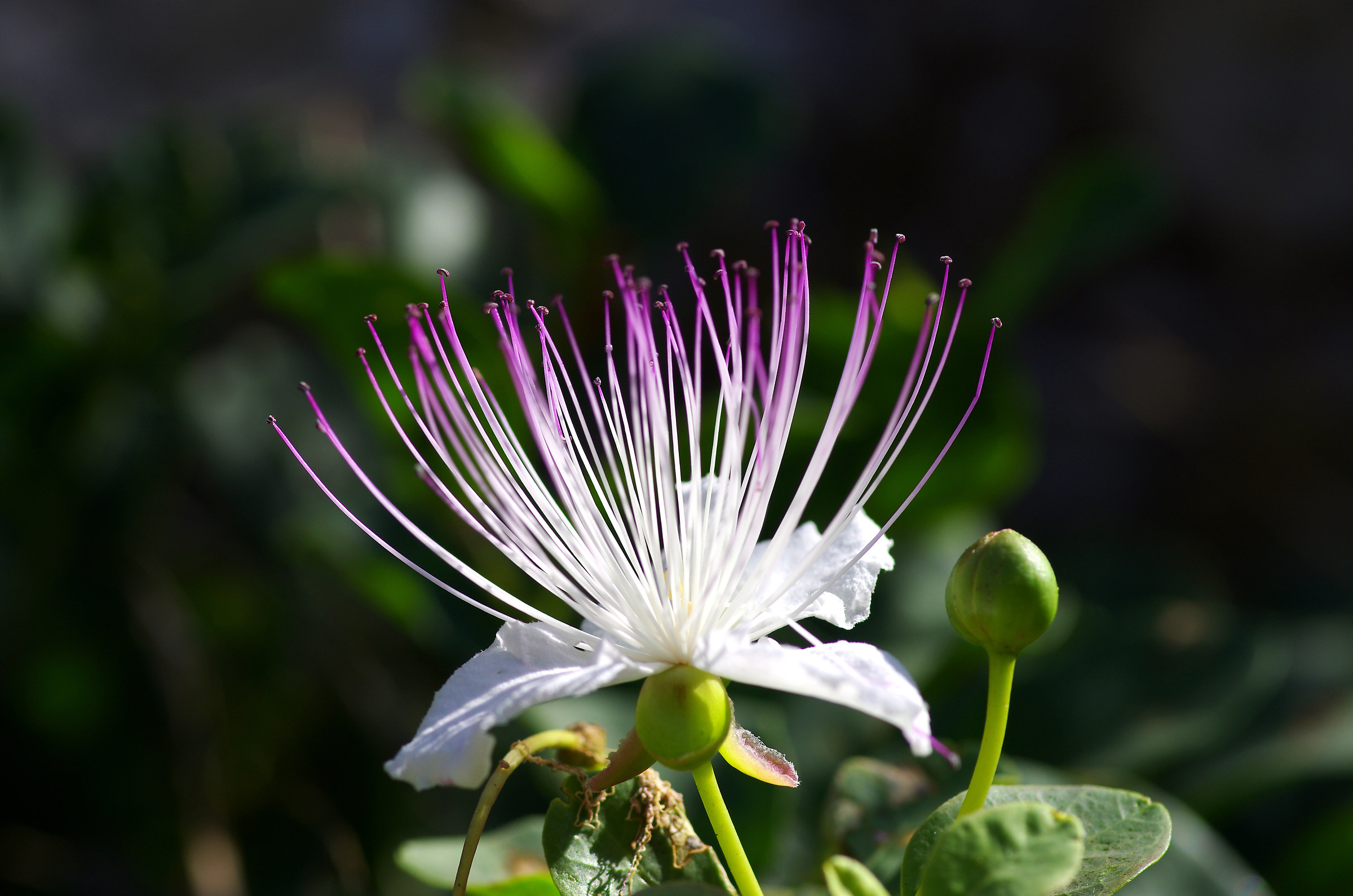 Caper Flower