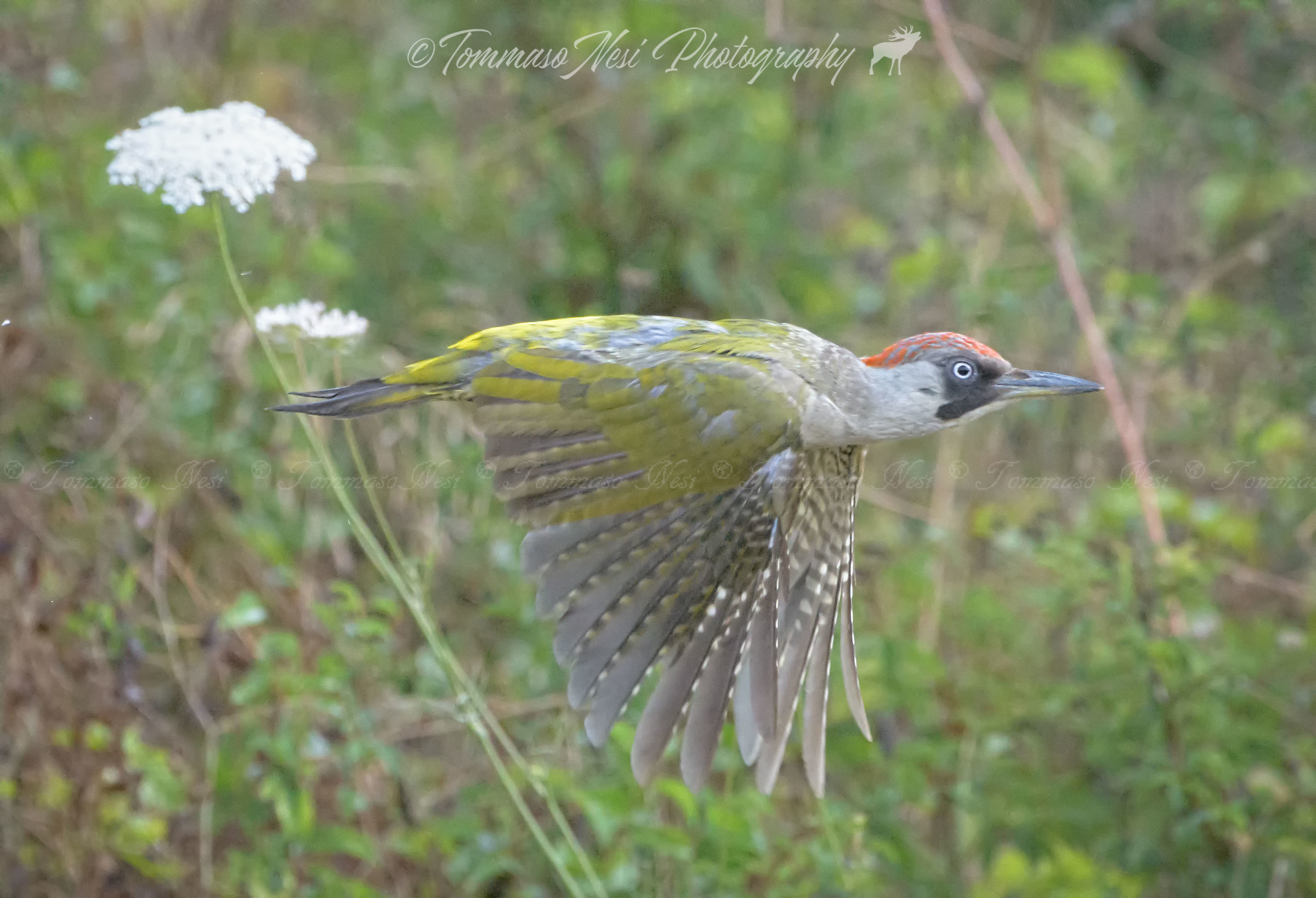 Green Woodpeckers