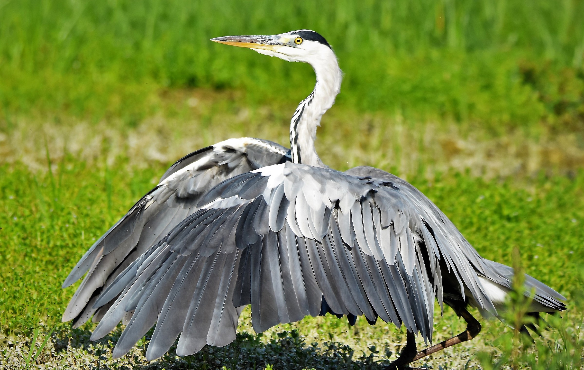 Grey Heron