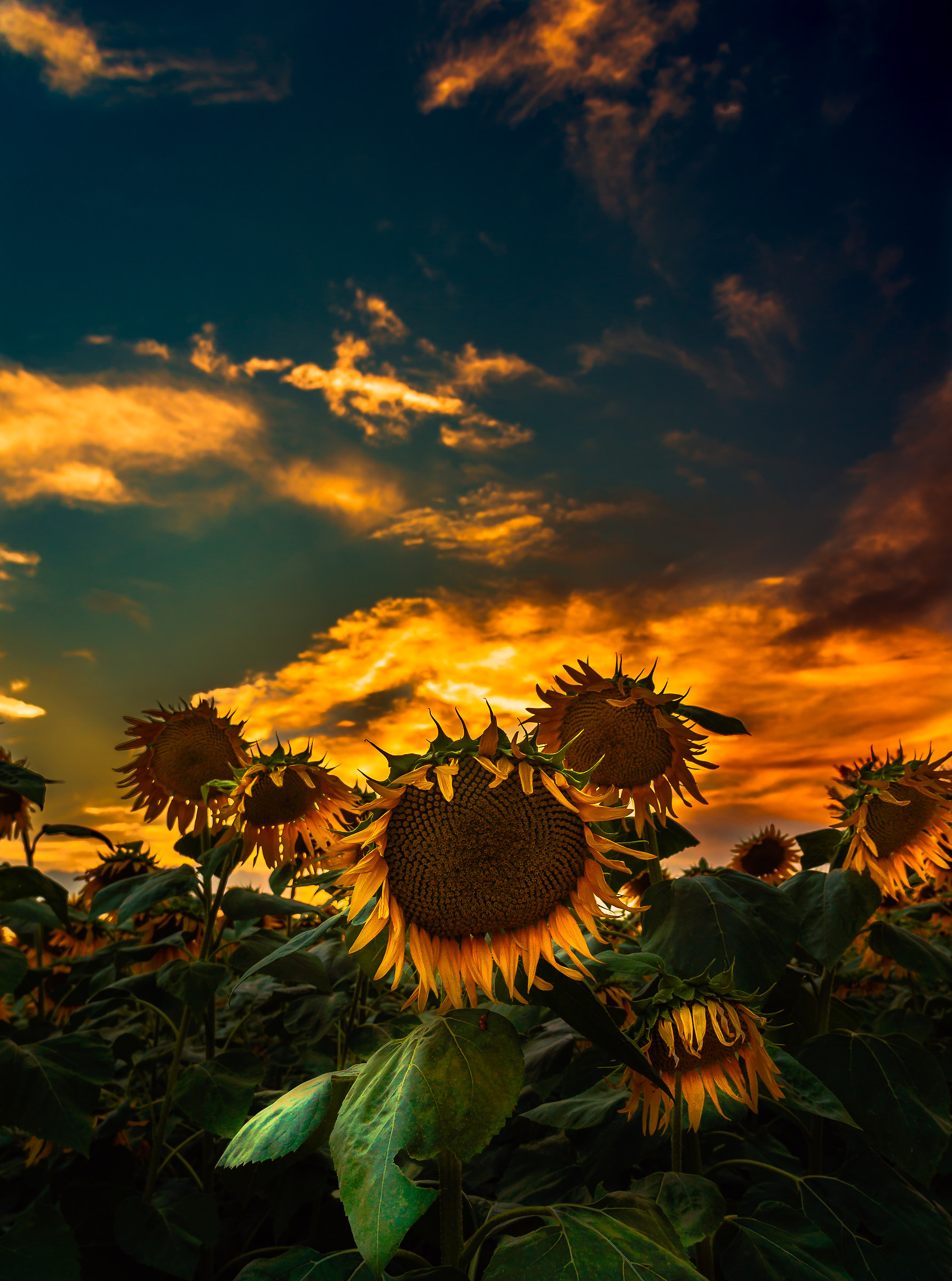 Sunflowers
