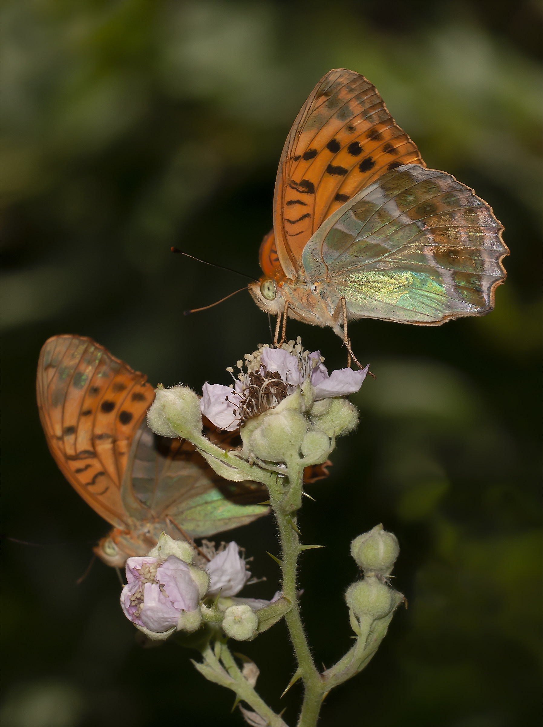Argynnis Paphia