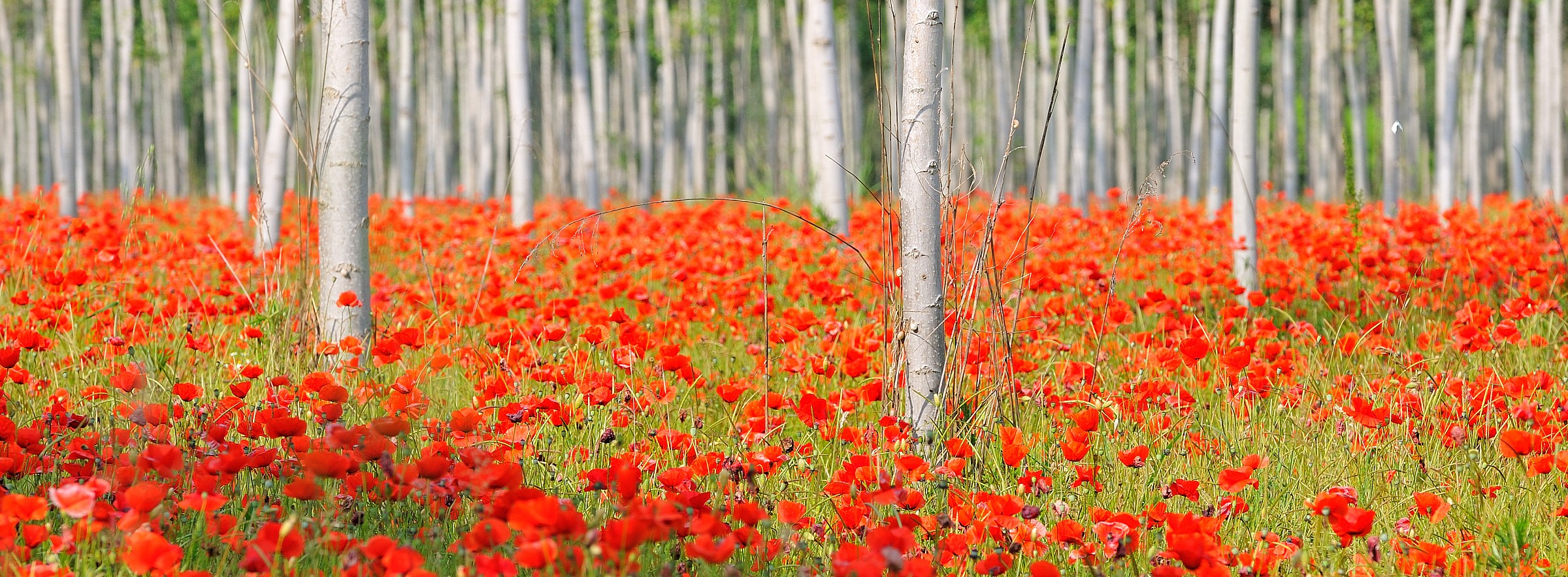 Poplars and Poppies