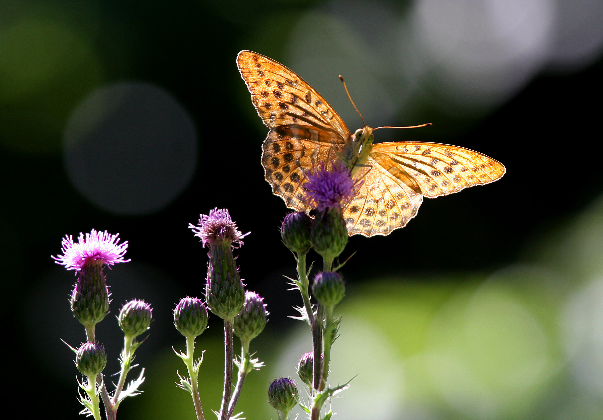 Argynnis paphia
