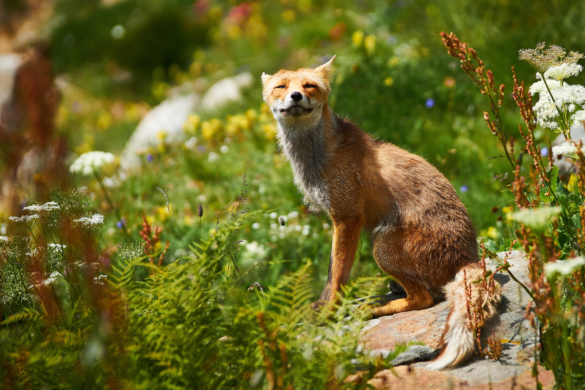 Fox at the Col De Nivolet