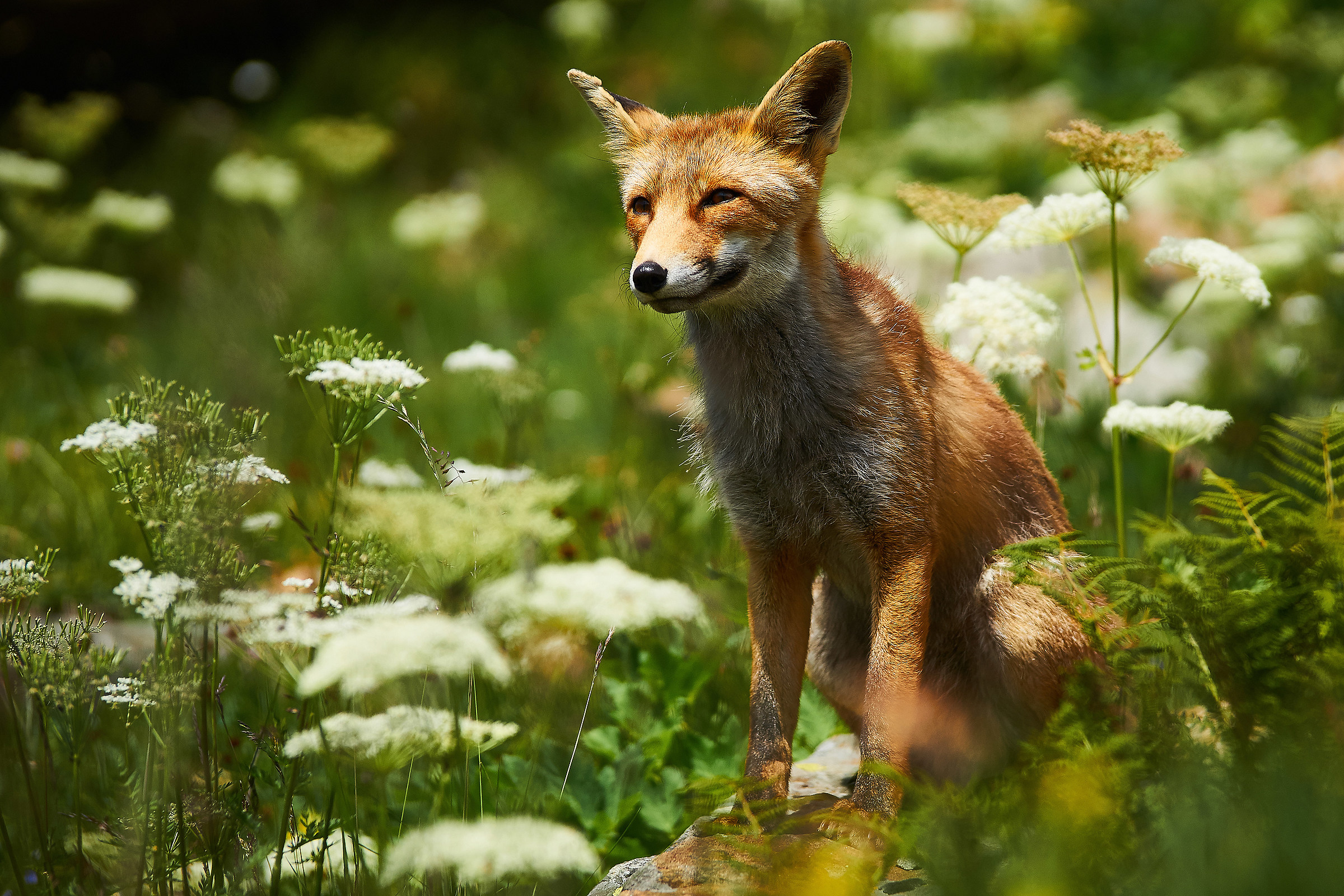Volpe al Col De Nivolet