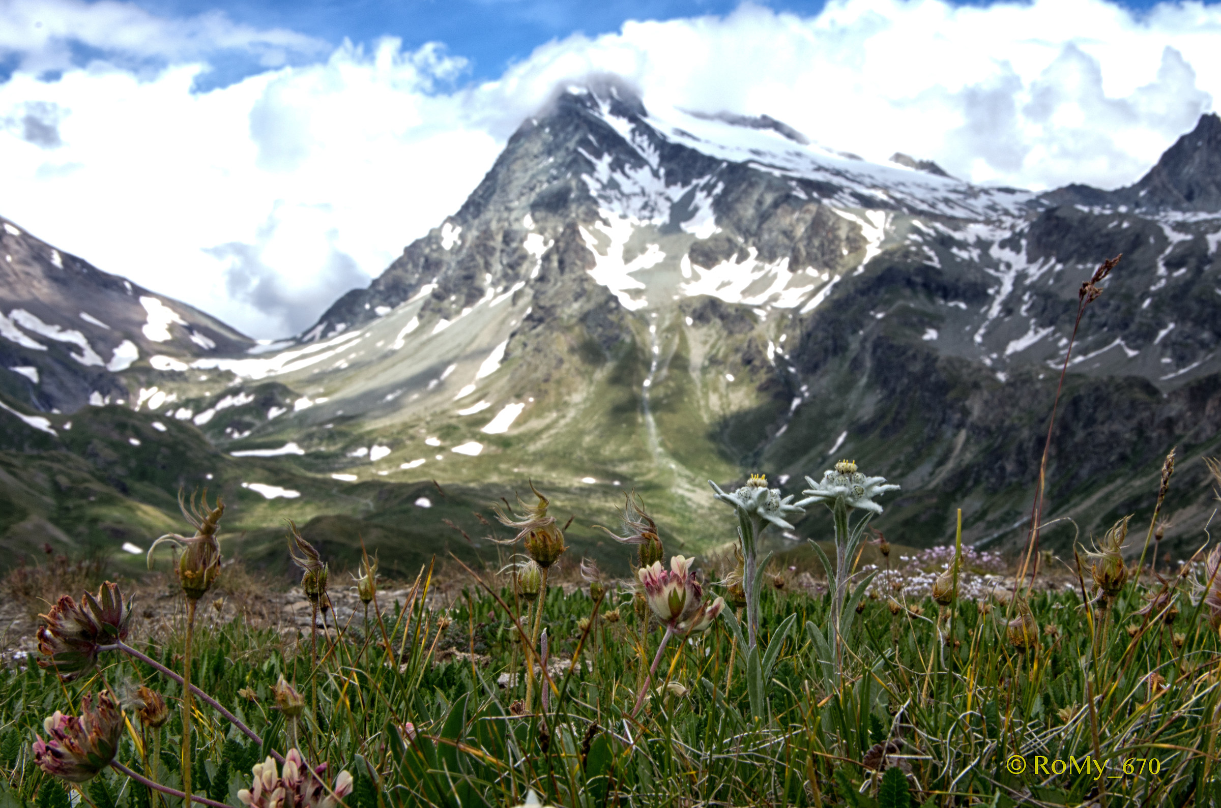 Edelweis Under Mont gelé-Aostavalley-Italian Alps