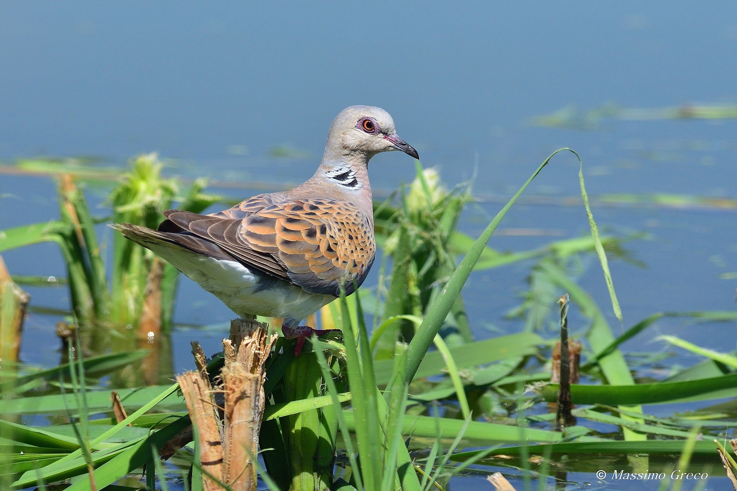 Wild Dove