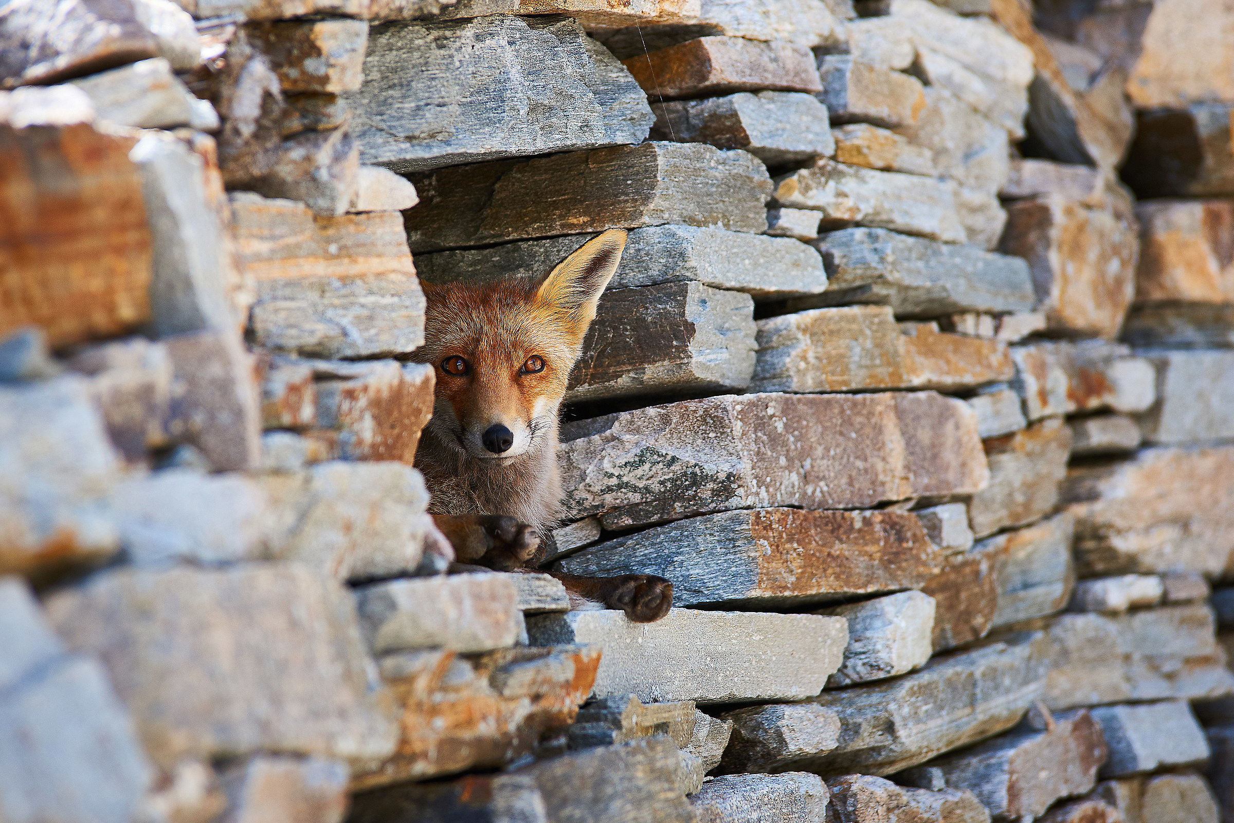 una volpe alla finestra