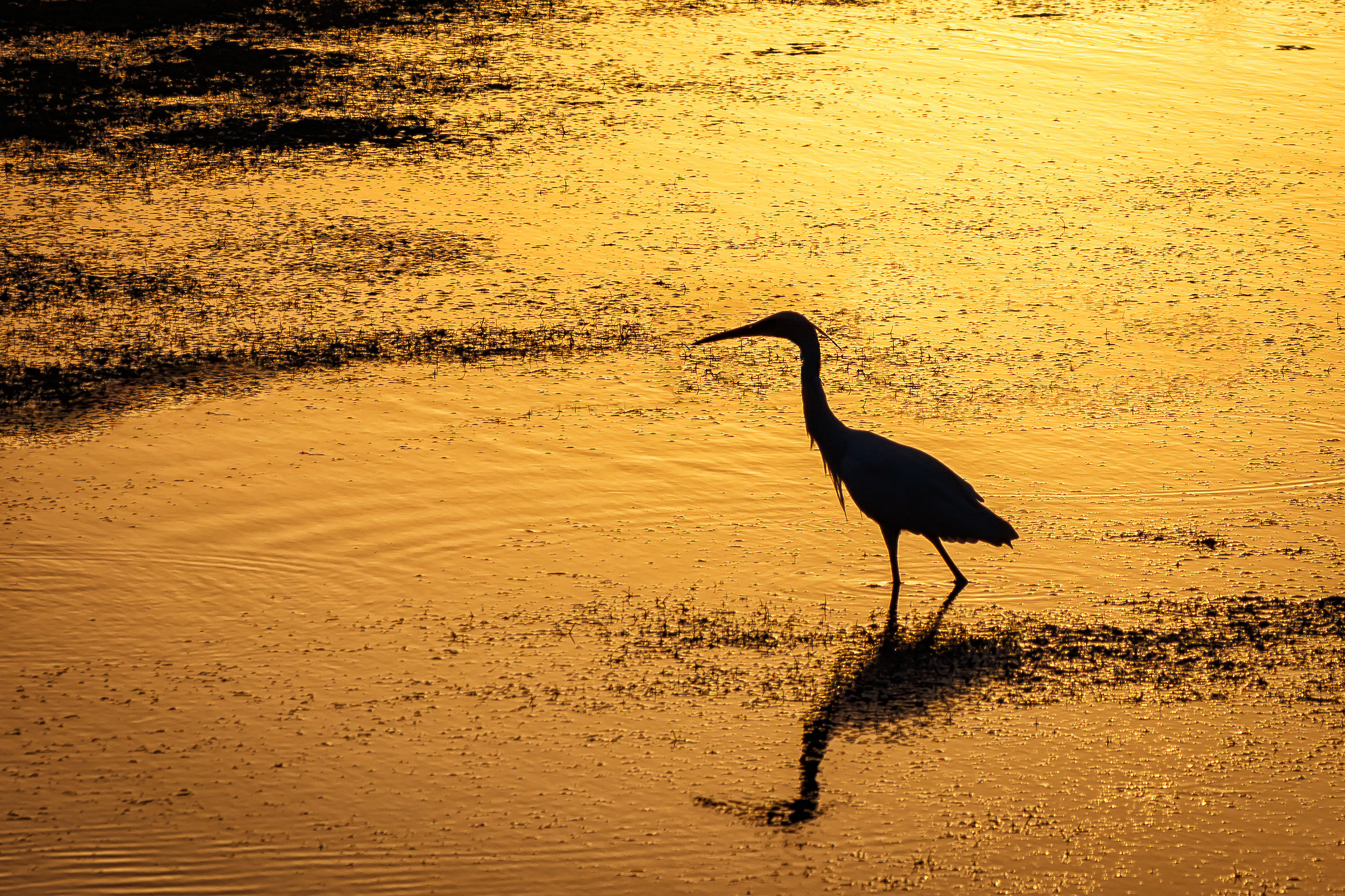Little Egonet at sunset