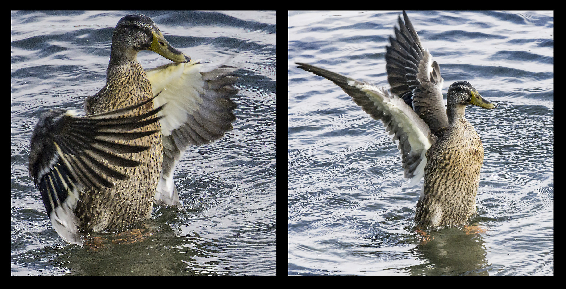 Female of Germano Rale