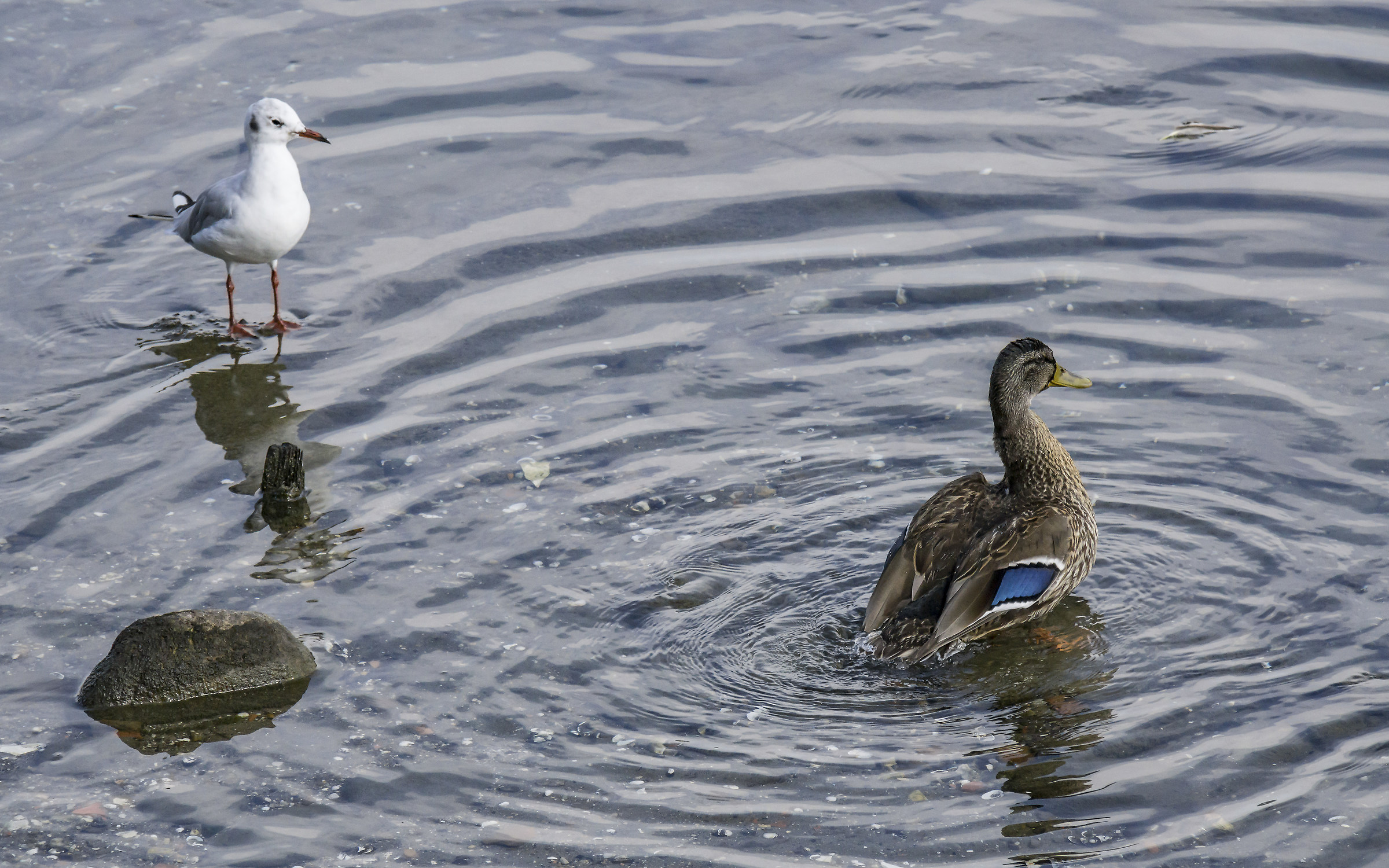 Mallard Female and Seagull-1