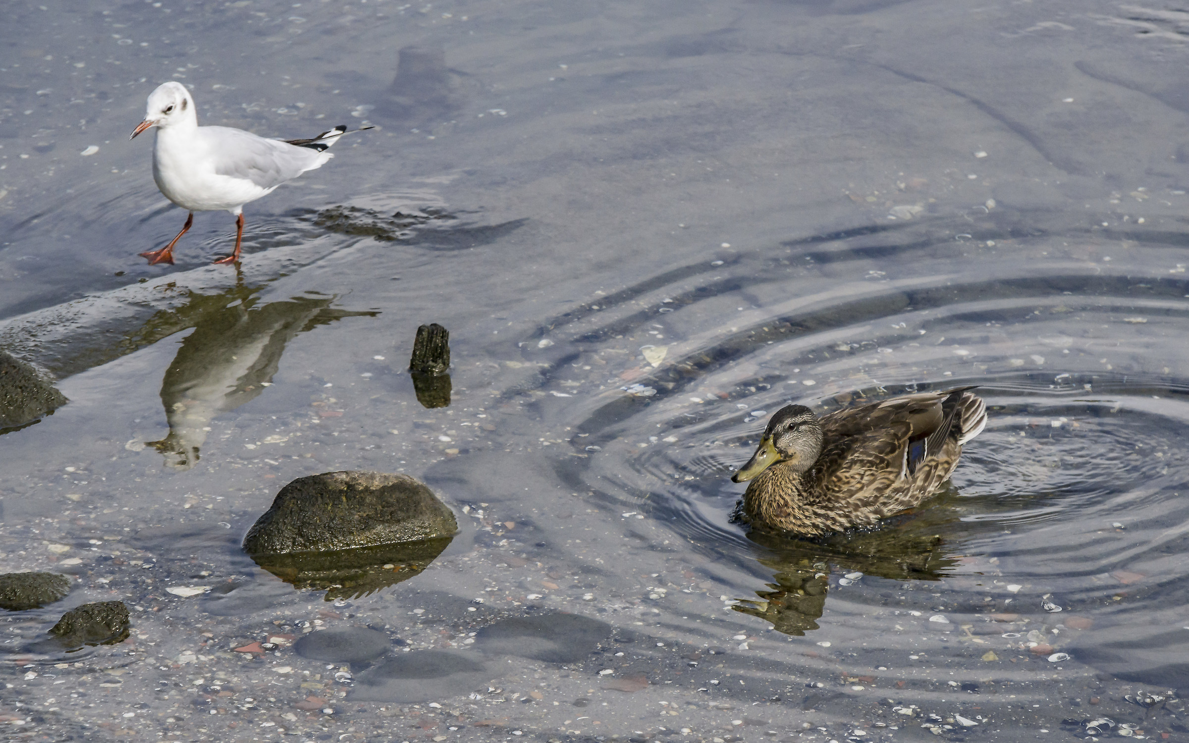 Mallard and Seagull-3 female