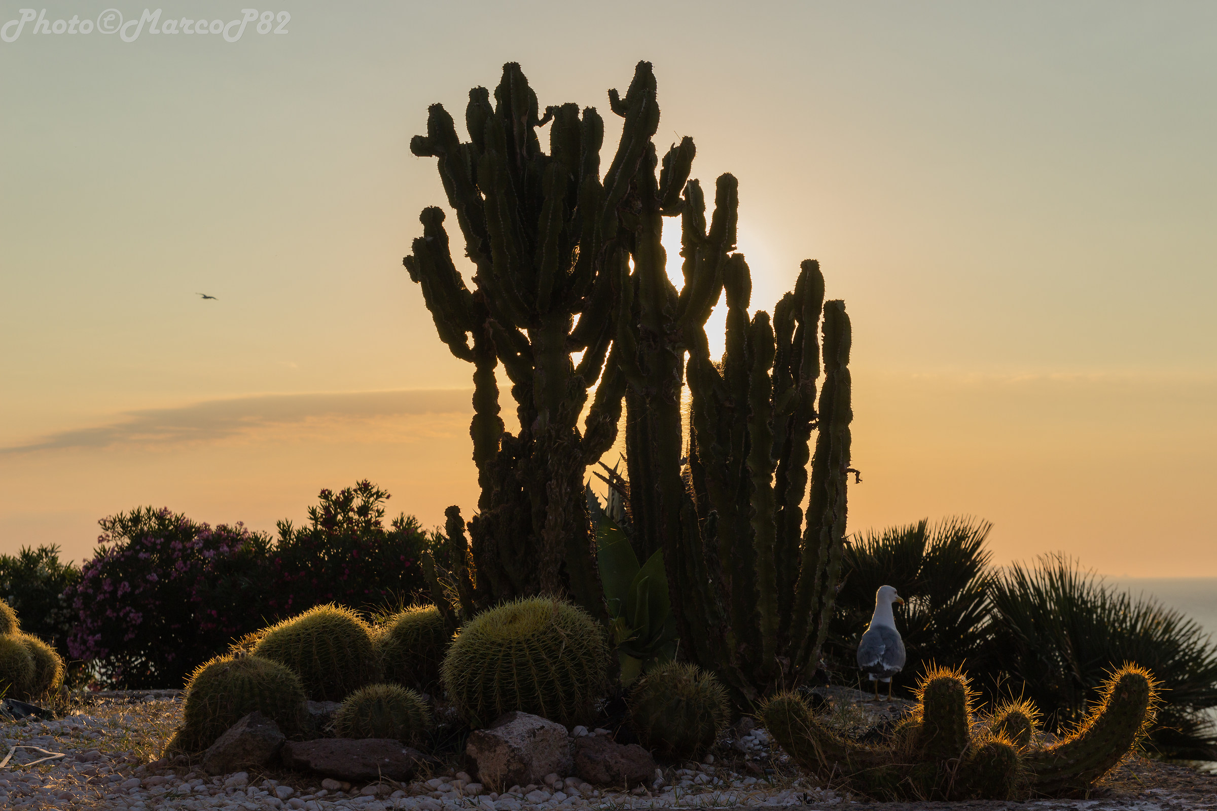 The Cactus and The Seagull