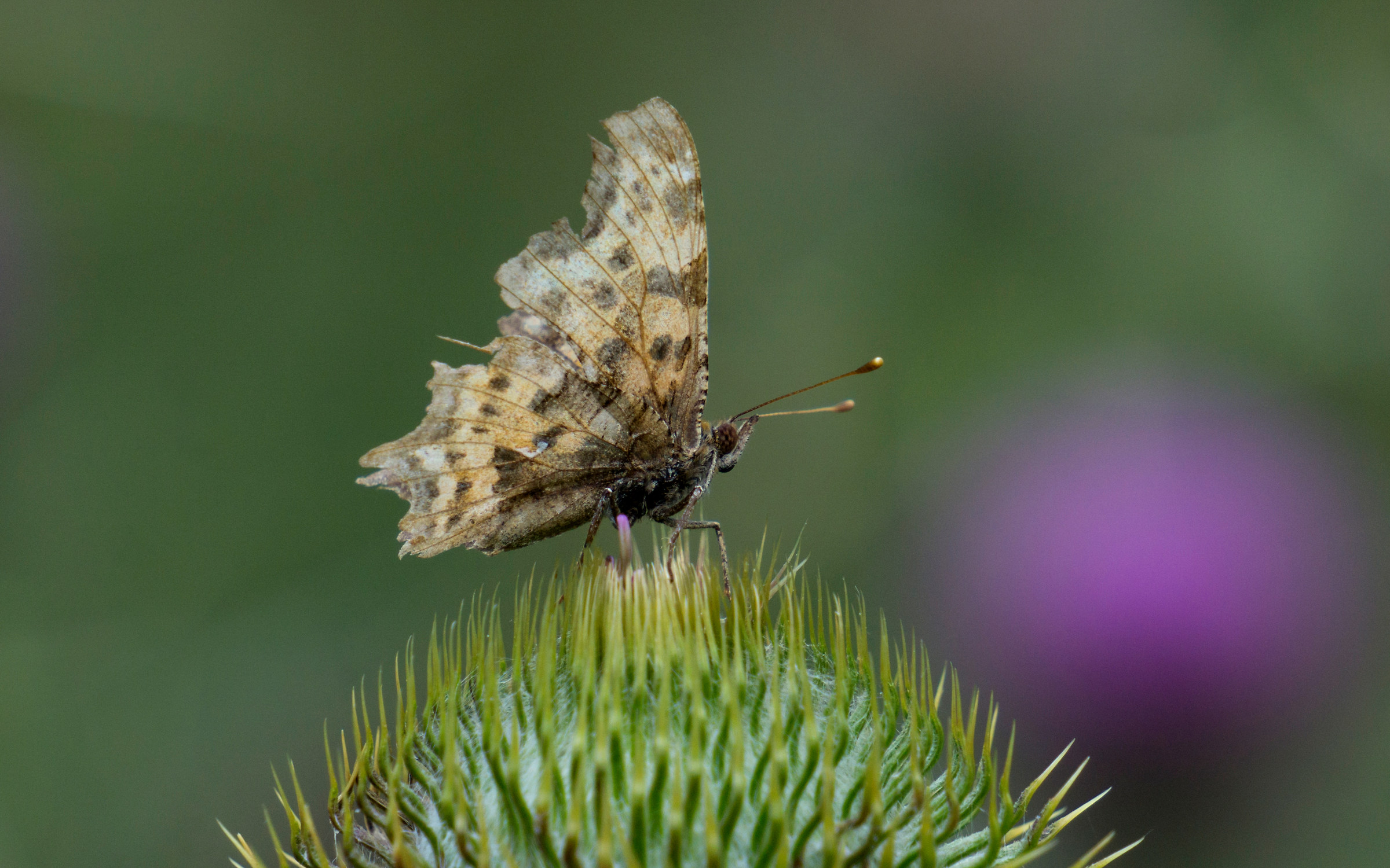 Polygonia - Rifugio Orsi (al) - 12-08-18