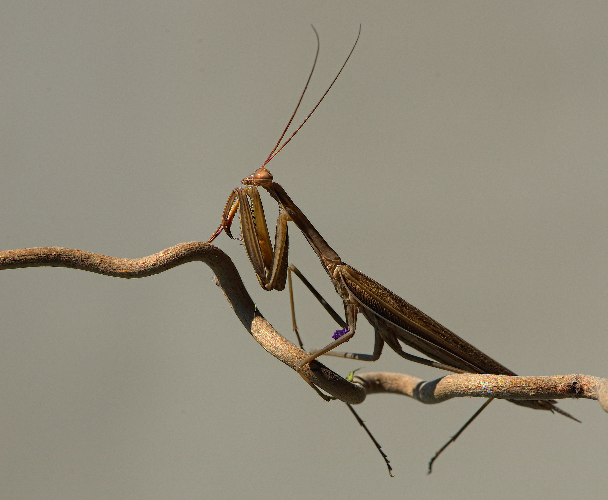 Praying Mantis