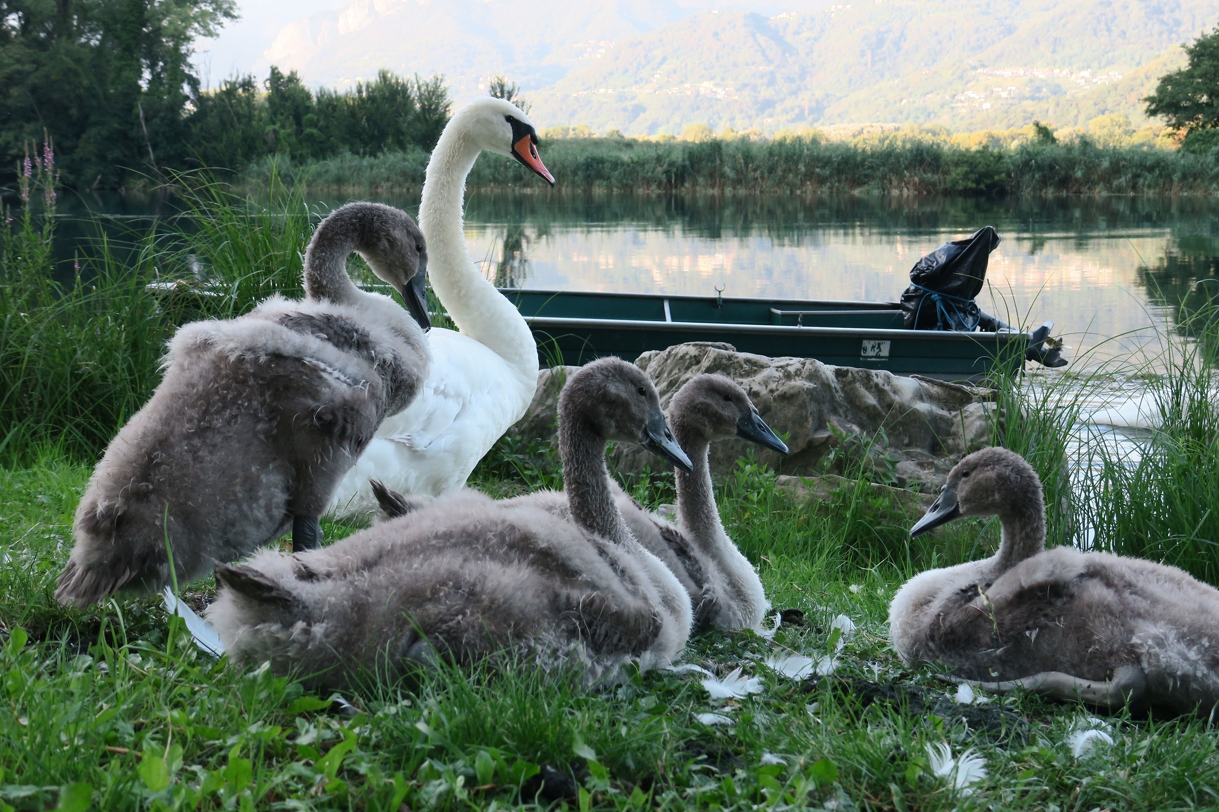 Family of swans along the river Adda