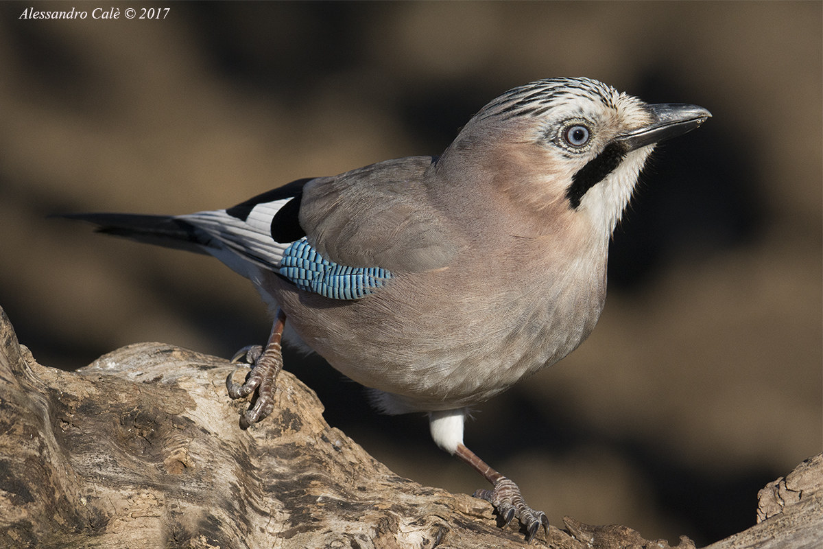Garrulus glandarius (Ghiandaia) 6090