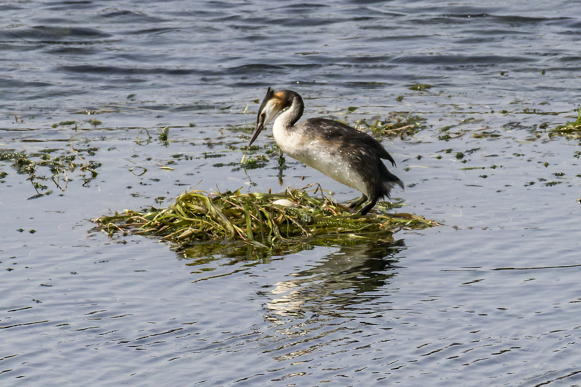 Grebe in the nest Galleggainte