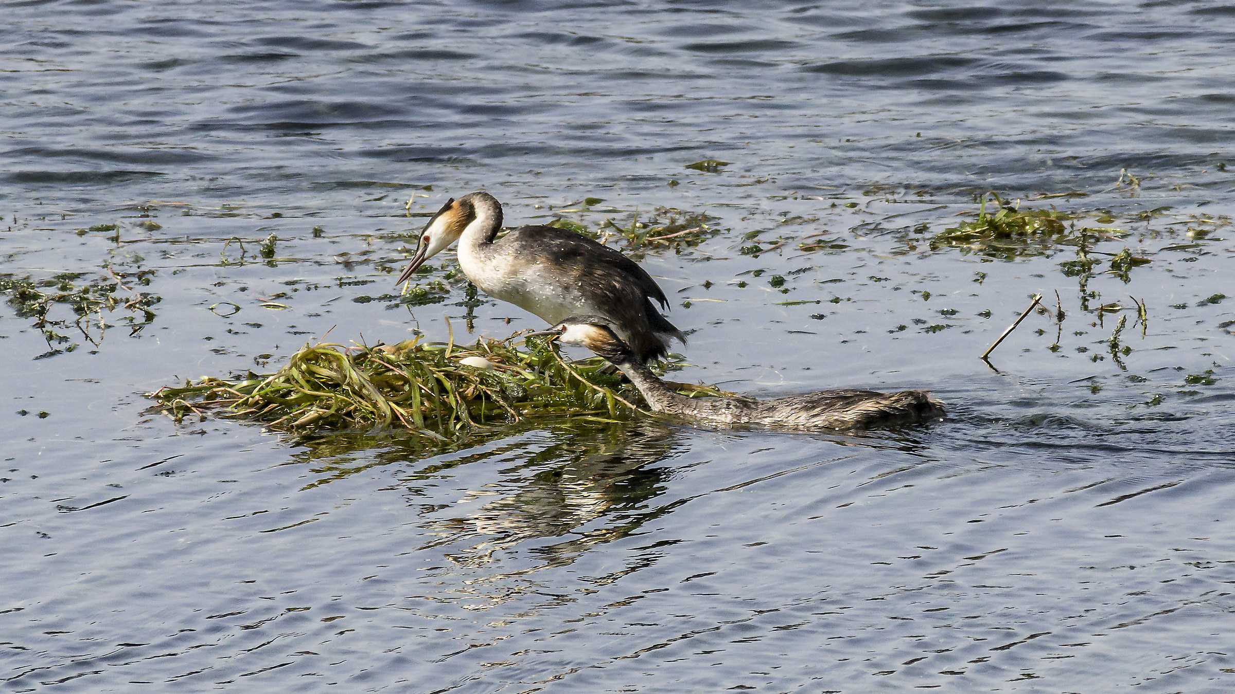 Coppia di svassi nel nido galleggiante