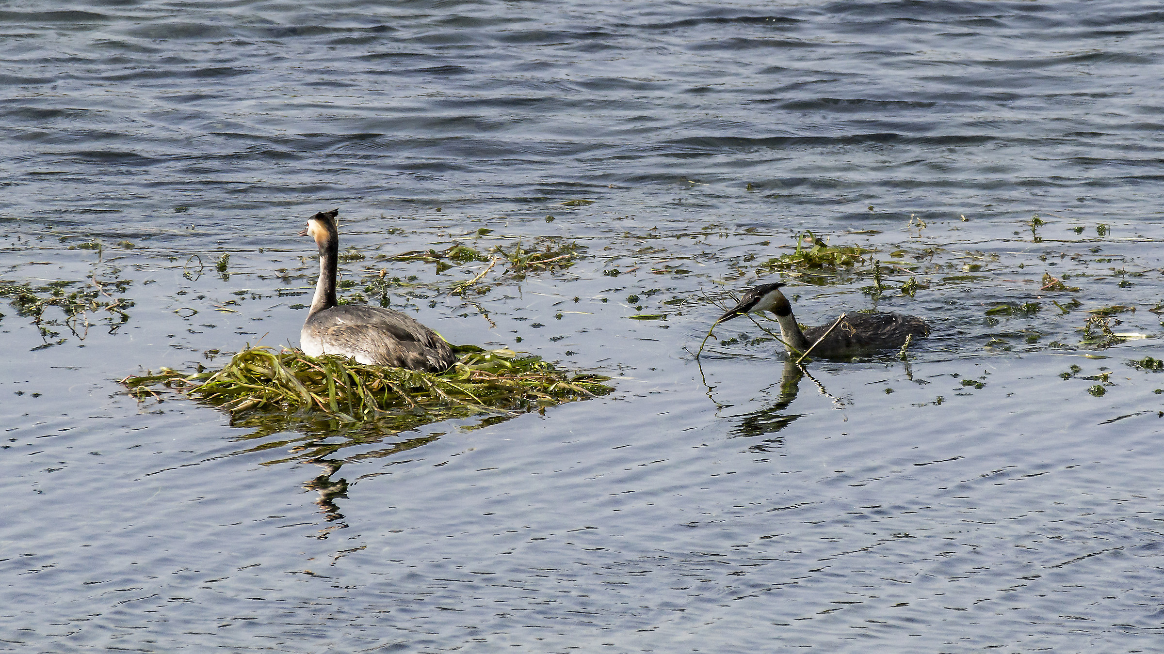 Copy of loons in the floating nest