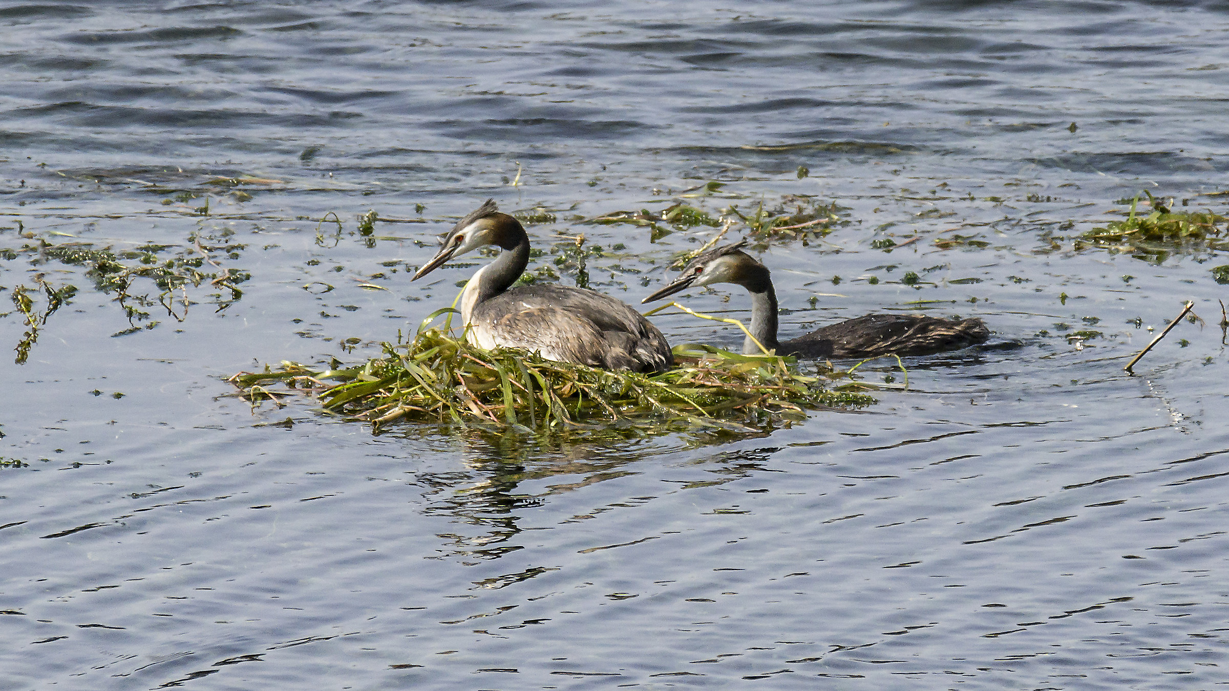 Copy of loons in the floating nest
