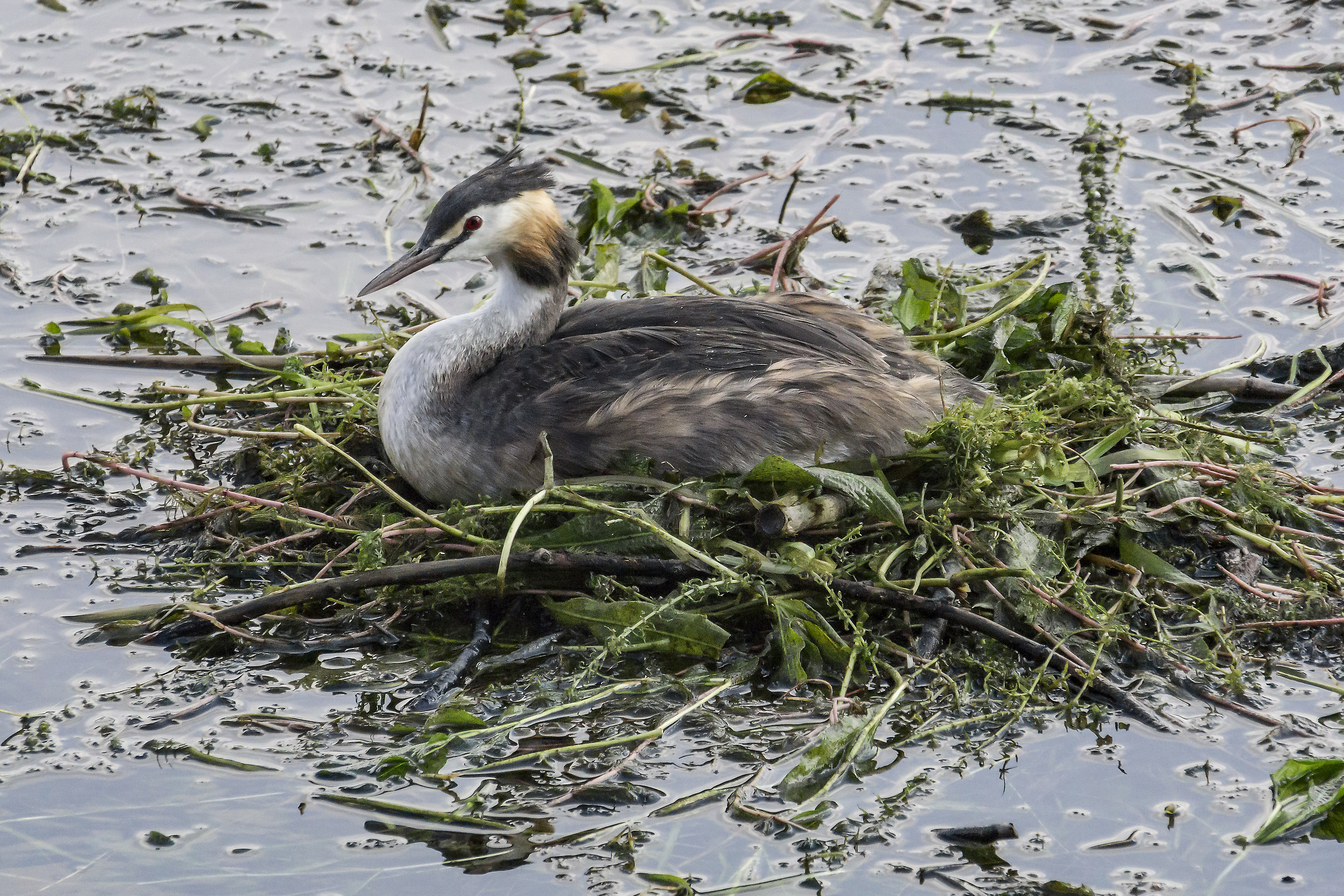 Grebe hatching in the floating nest
