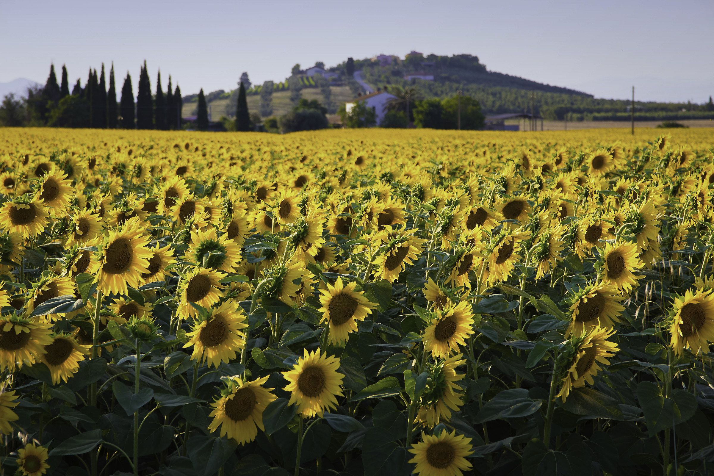 The sunflowers of Aberese-Maremma
