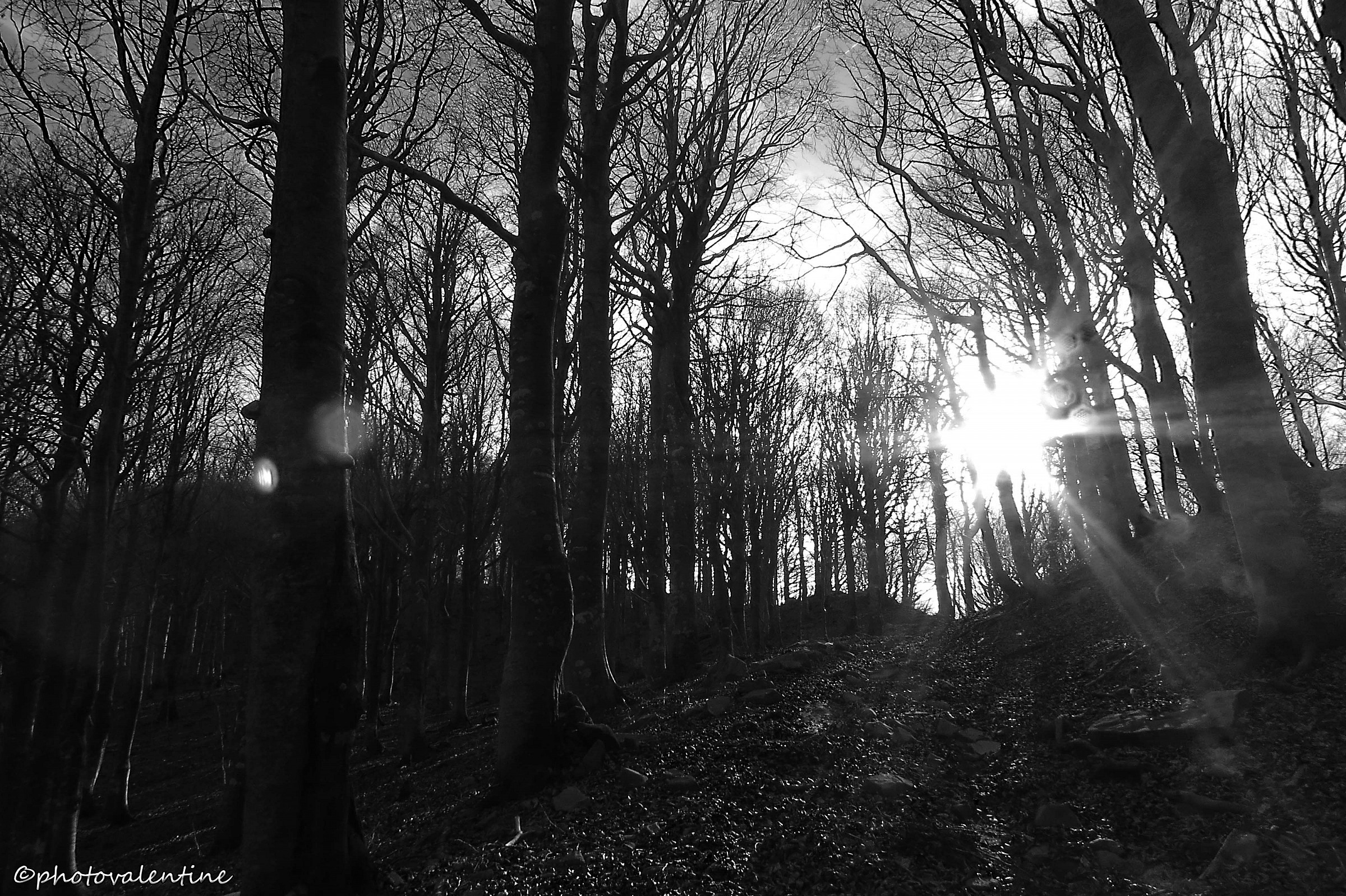 La strada al Monte Gottero