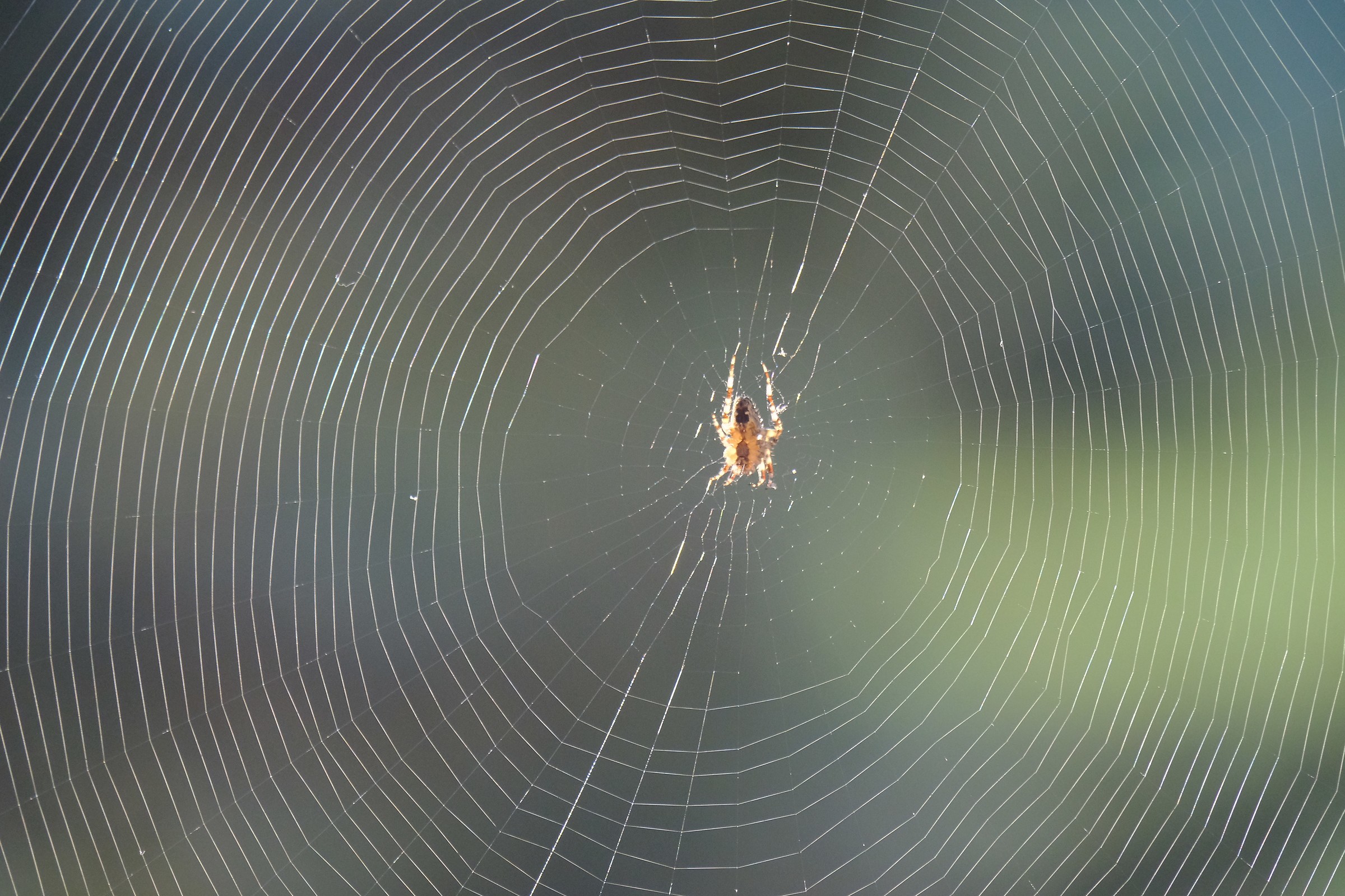 Mi è sembrato di vedere un ragno