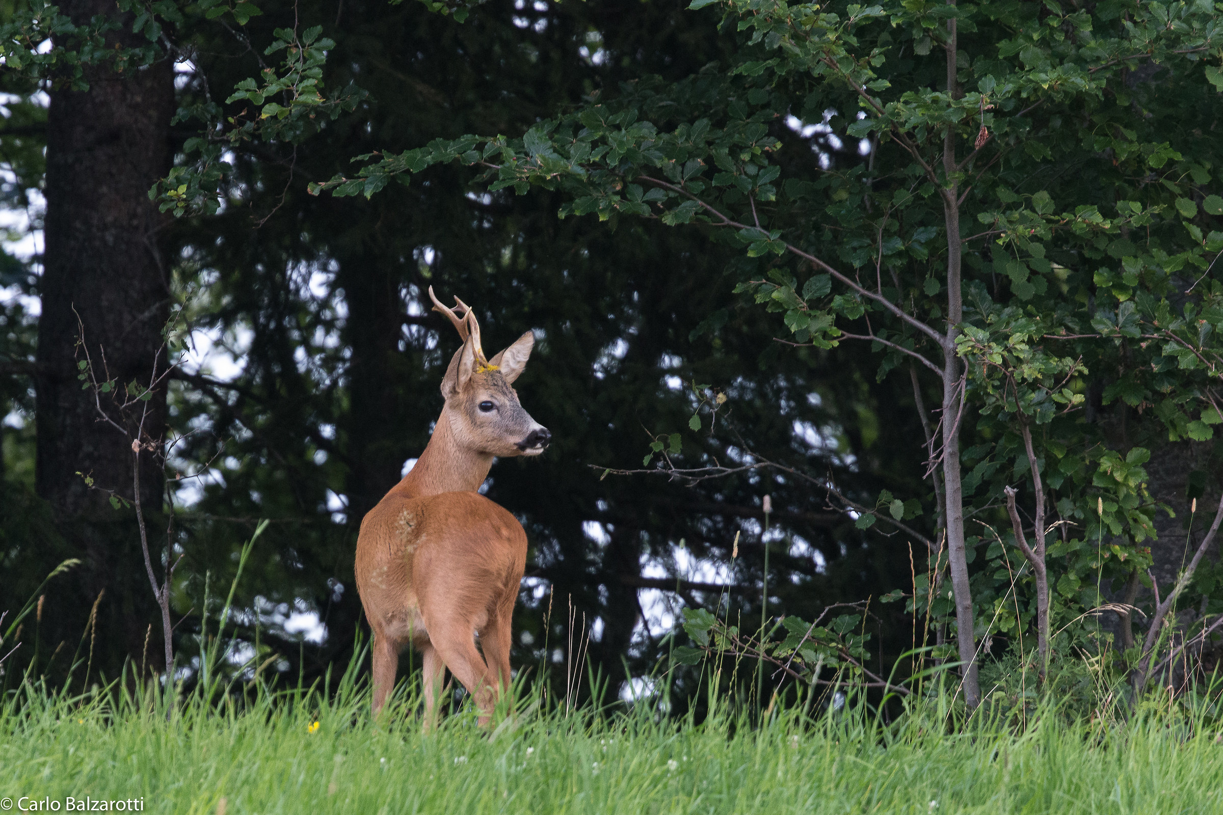 Adult male roe Deer