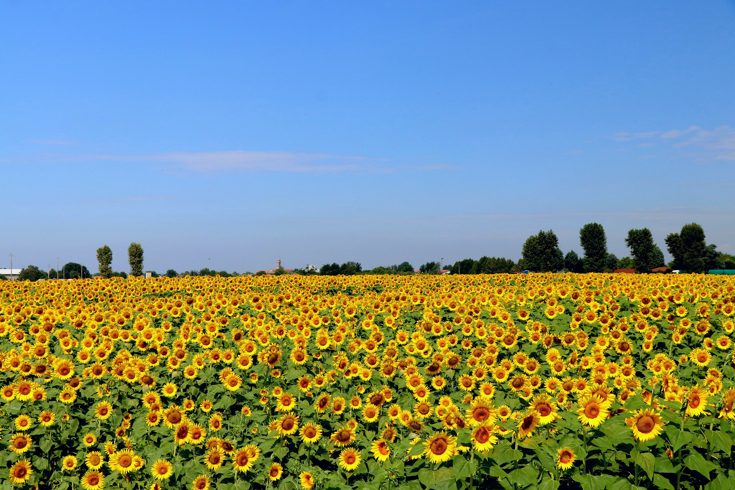 Sunflowers....