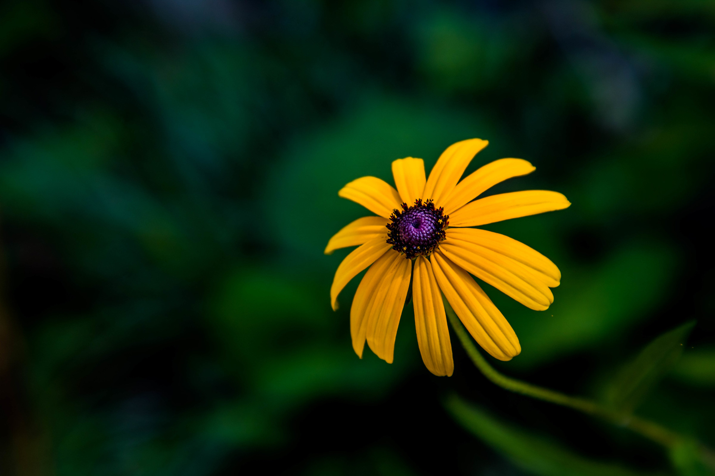 A lonely Rudbekia