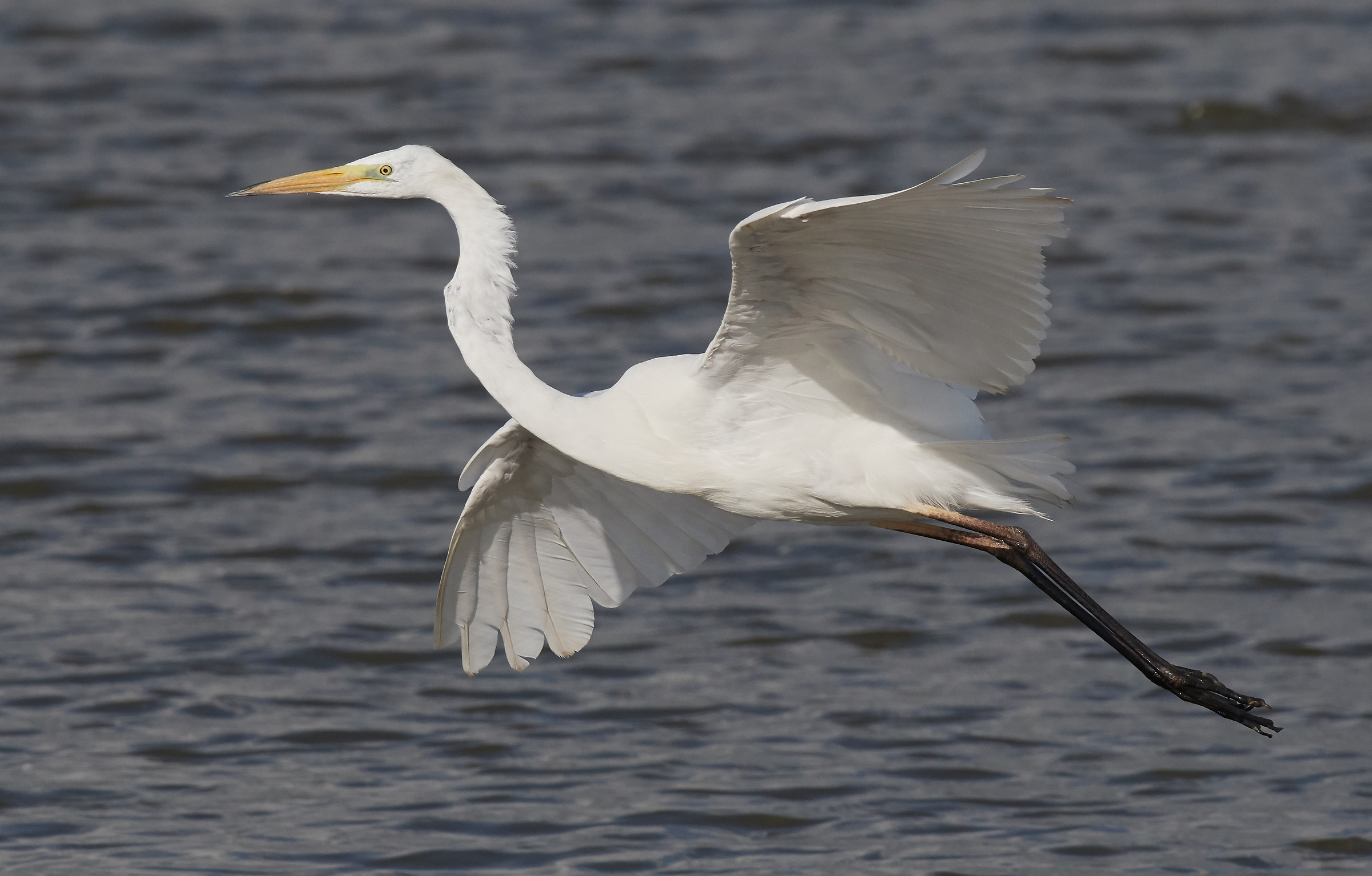 Airone grande/Airone bianco grande