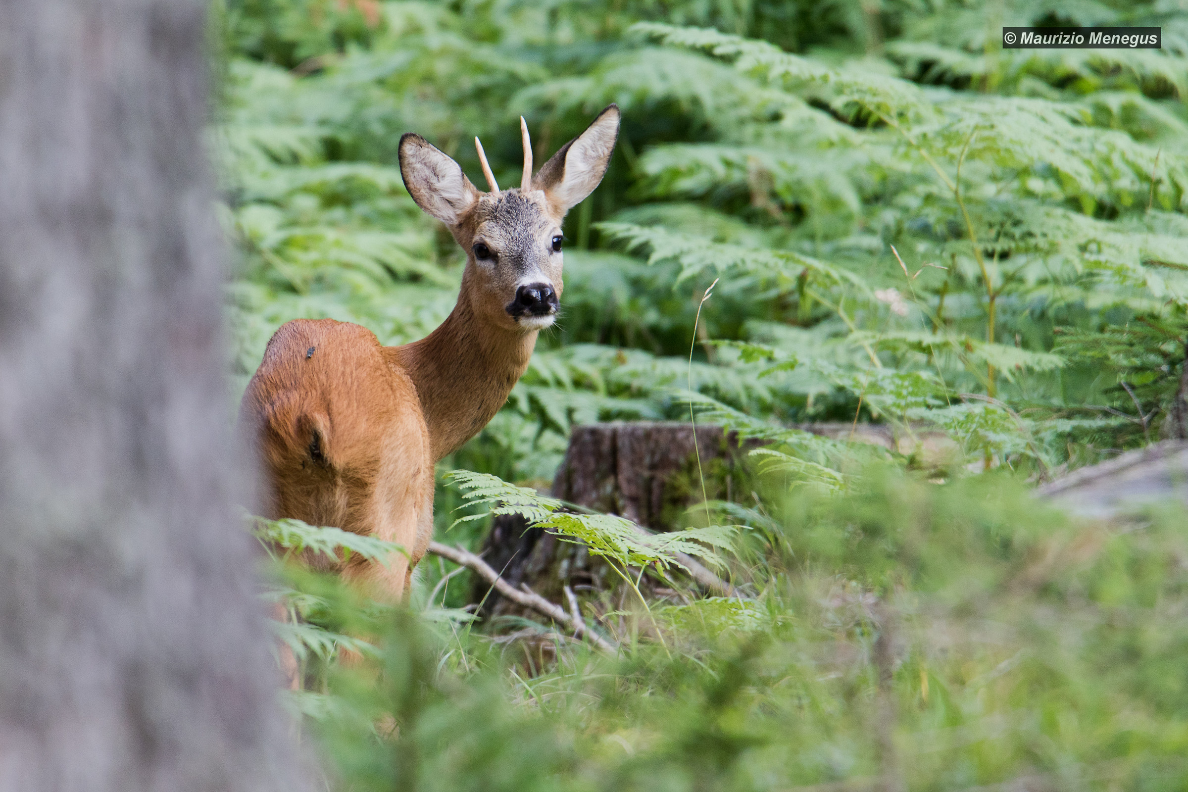 Young male roe deer in the period of the Loves