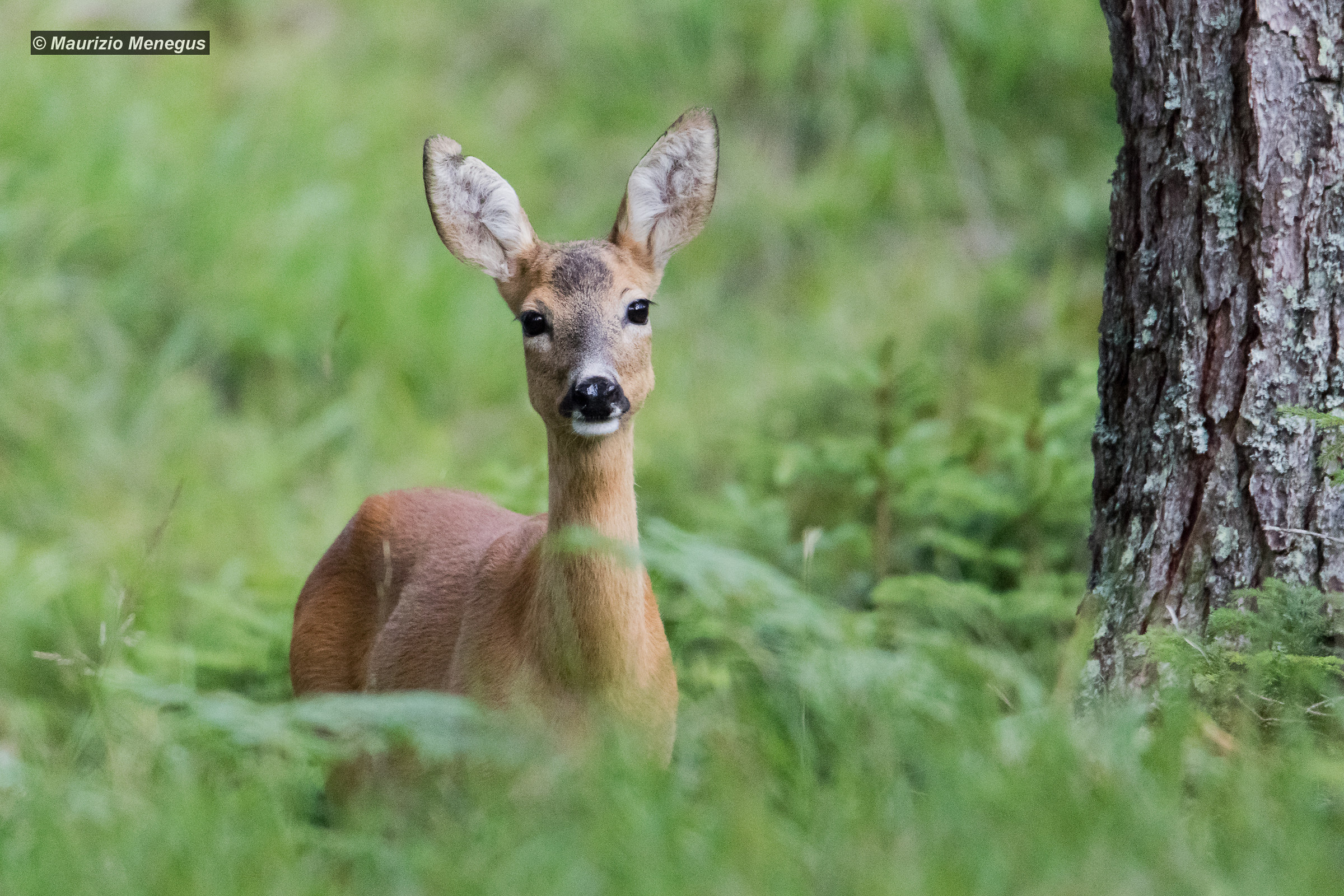 Female of roe deer in the period of the Loves
