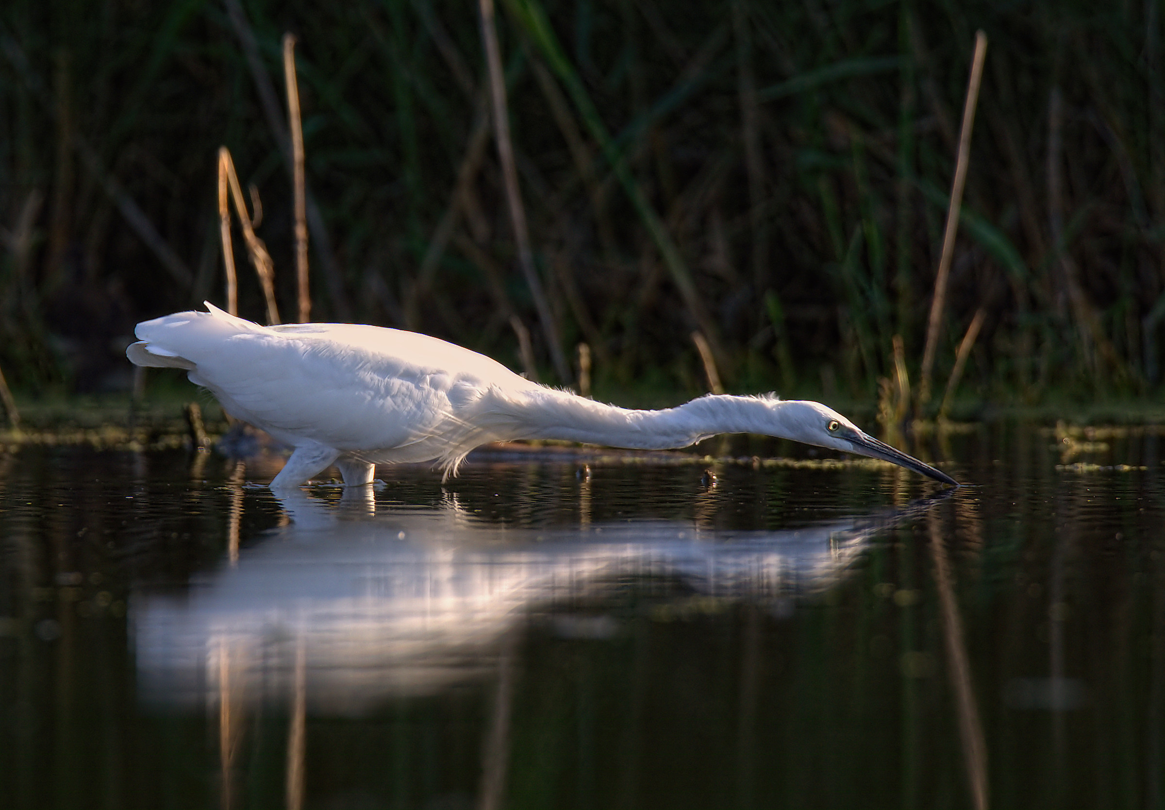 Egret
