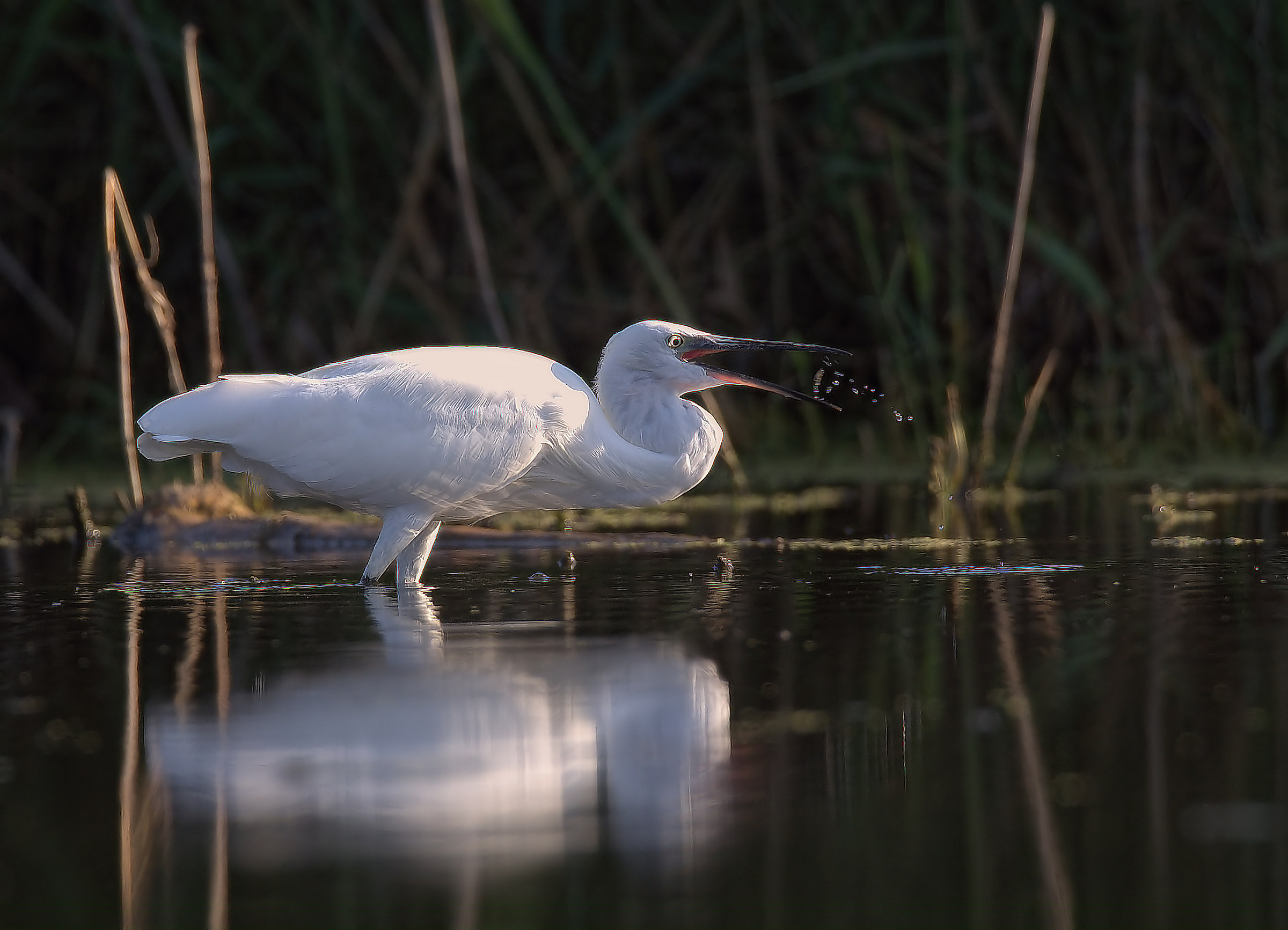 Egret