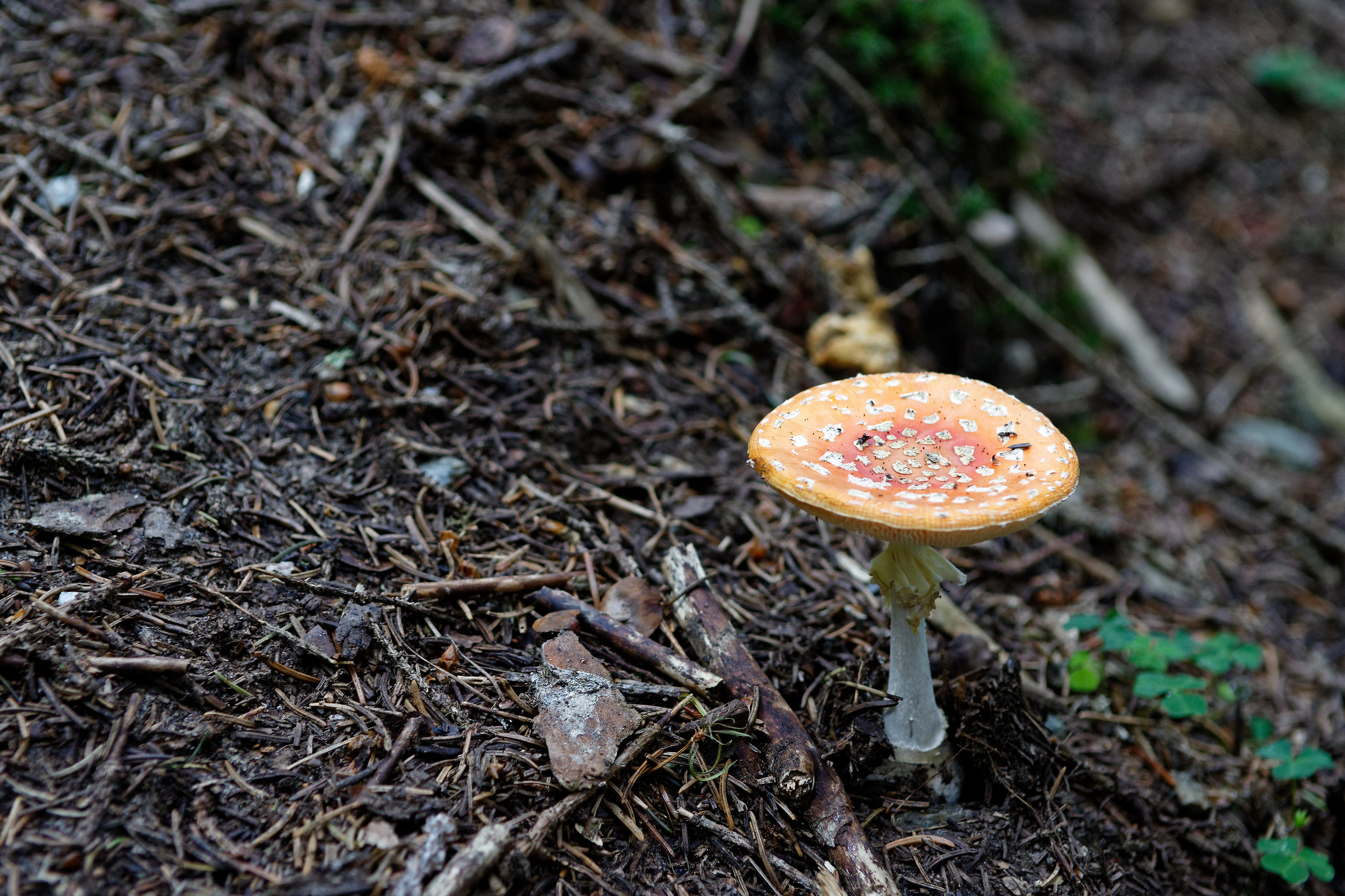 Muscaria?