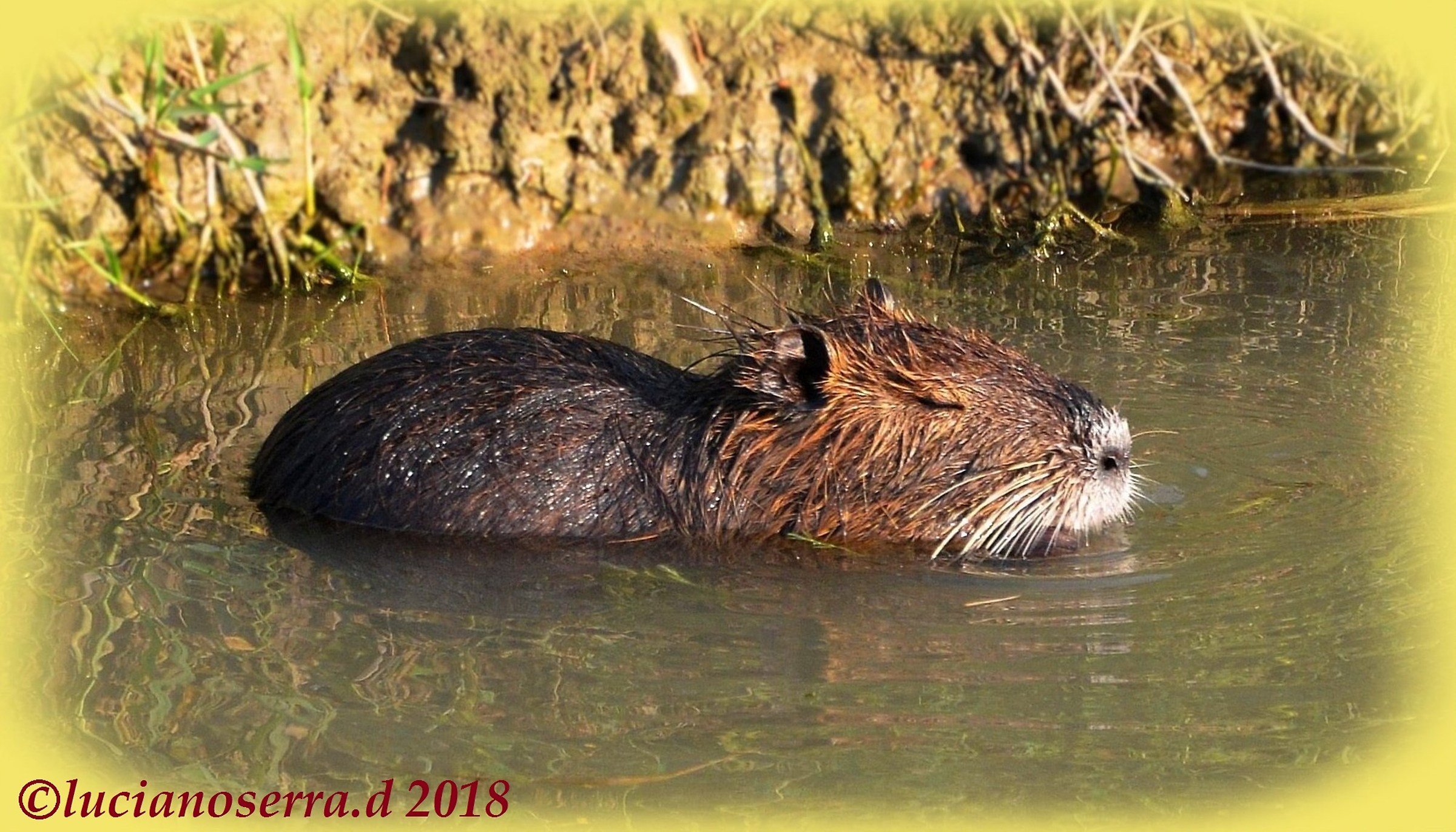 Nutria appisolata... "in ammollo"...